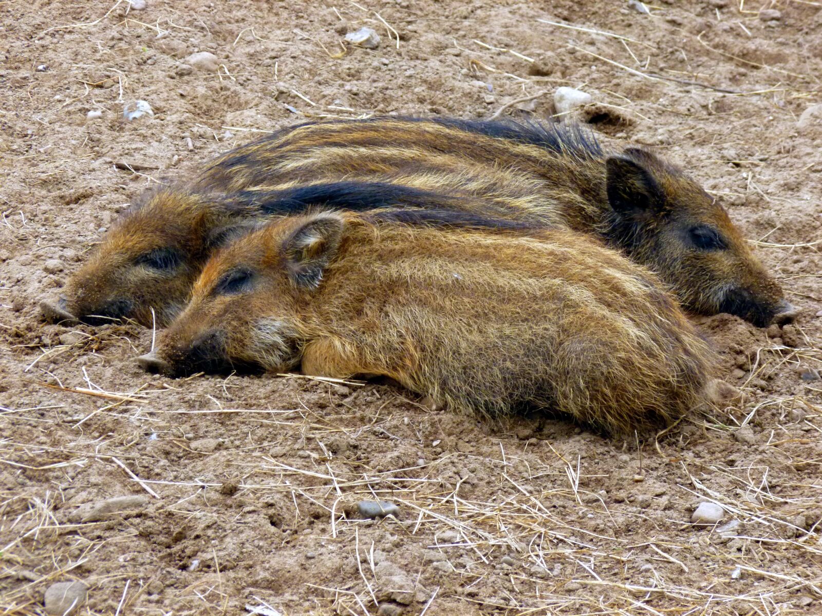 Panasonic DMC-FS37 sample photo. Boar, little pig, three photography