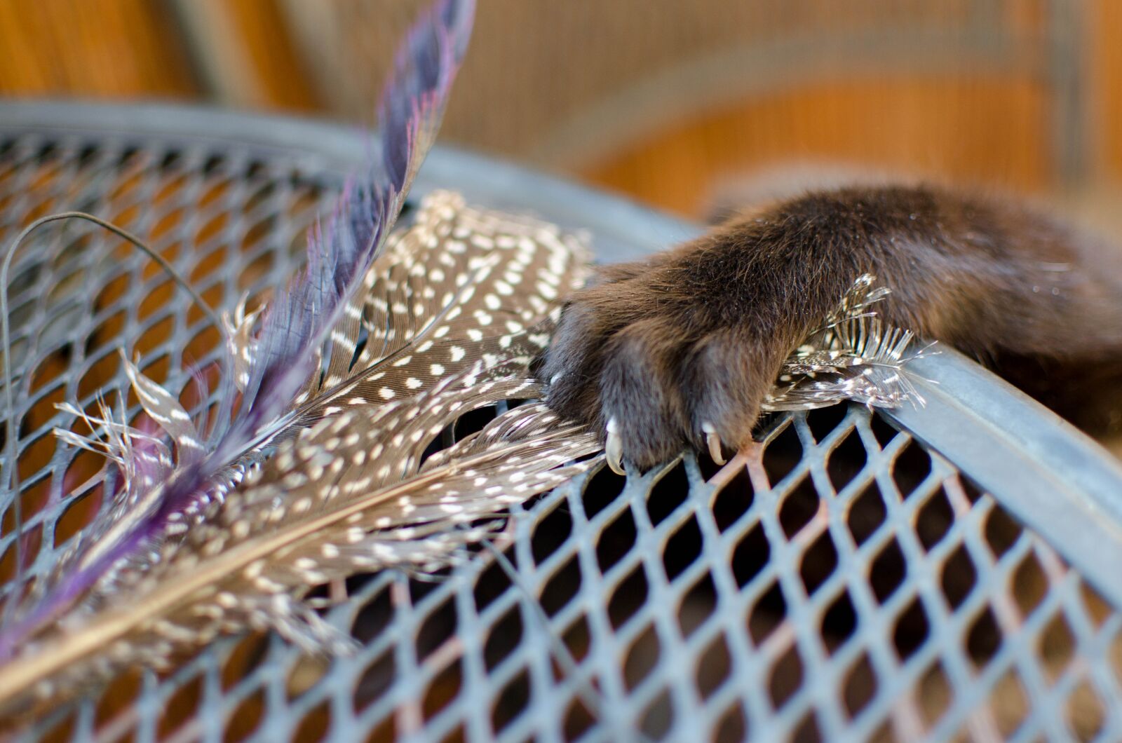 Nikon D7000 sample photo. Cat, paw, hunting photography
