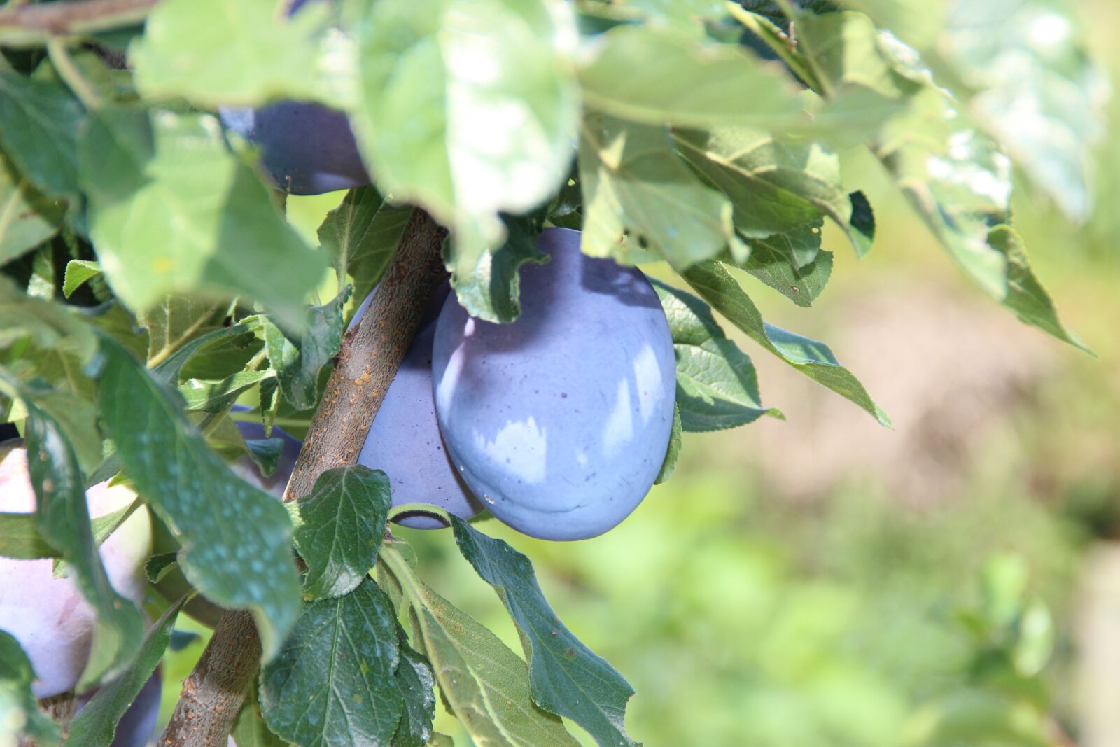 Canon EOS 600D (Rebel EOS T3i / EOS Kiss X5) sample photo. Plums, fruit, violet photography