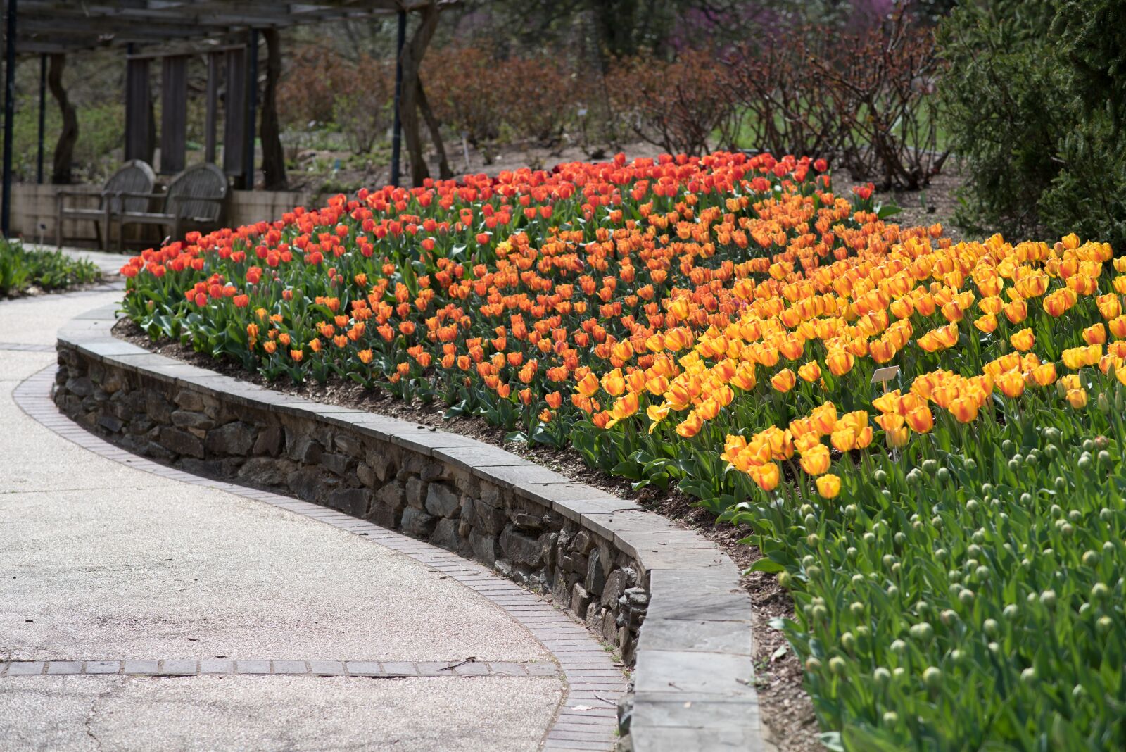 Nikon D750 sample photo. Tulips, sherwood gardens, flowers photography