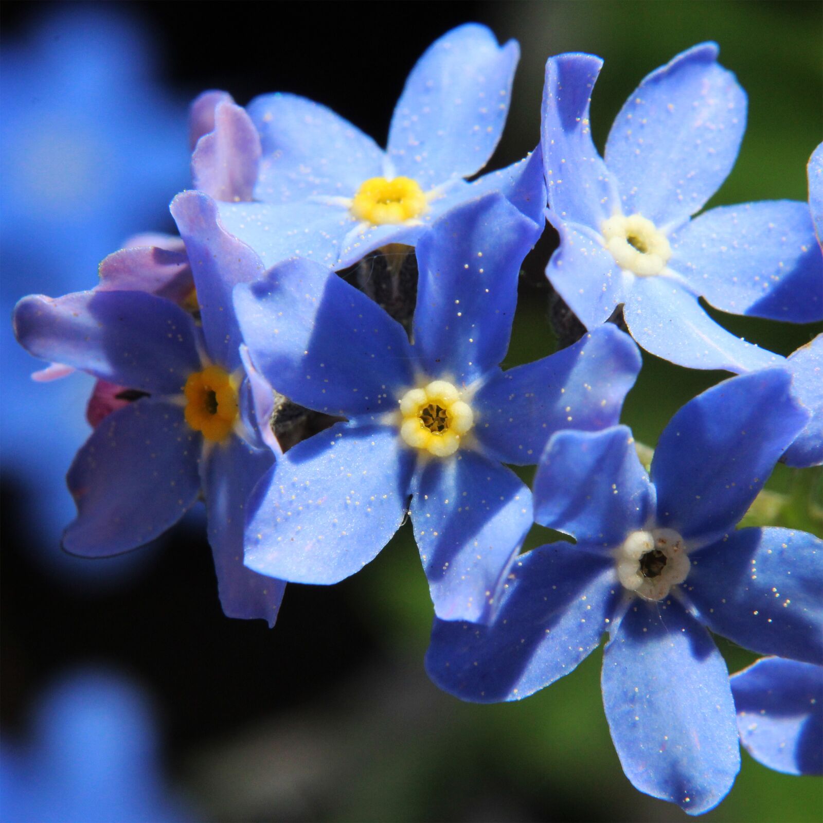 Canon EOS 1300D (EOS Rebel T6 / EOS Kiss X80) sample photo. Flower, plant, spring photography
