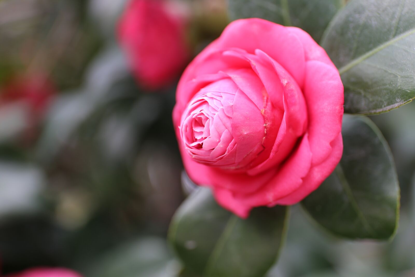 Canon EF 24-70mm F4L IS USM sample photo. Rose, flower, plant photography