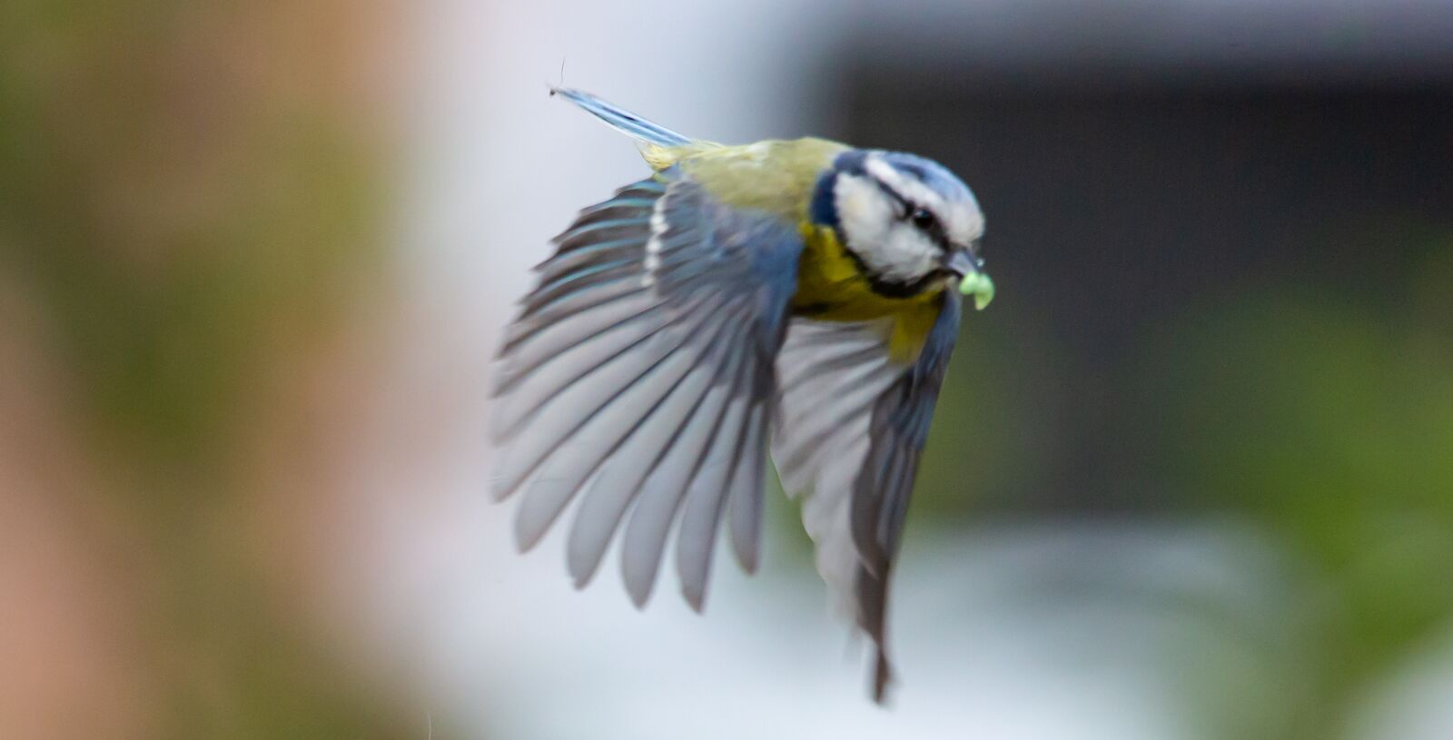 150-600mm F5-6.3 DG OS HSM | Contemporary 015 sample photo. Flying bluetit, flying blue photography