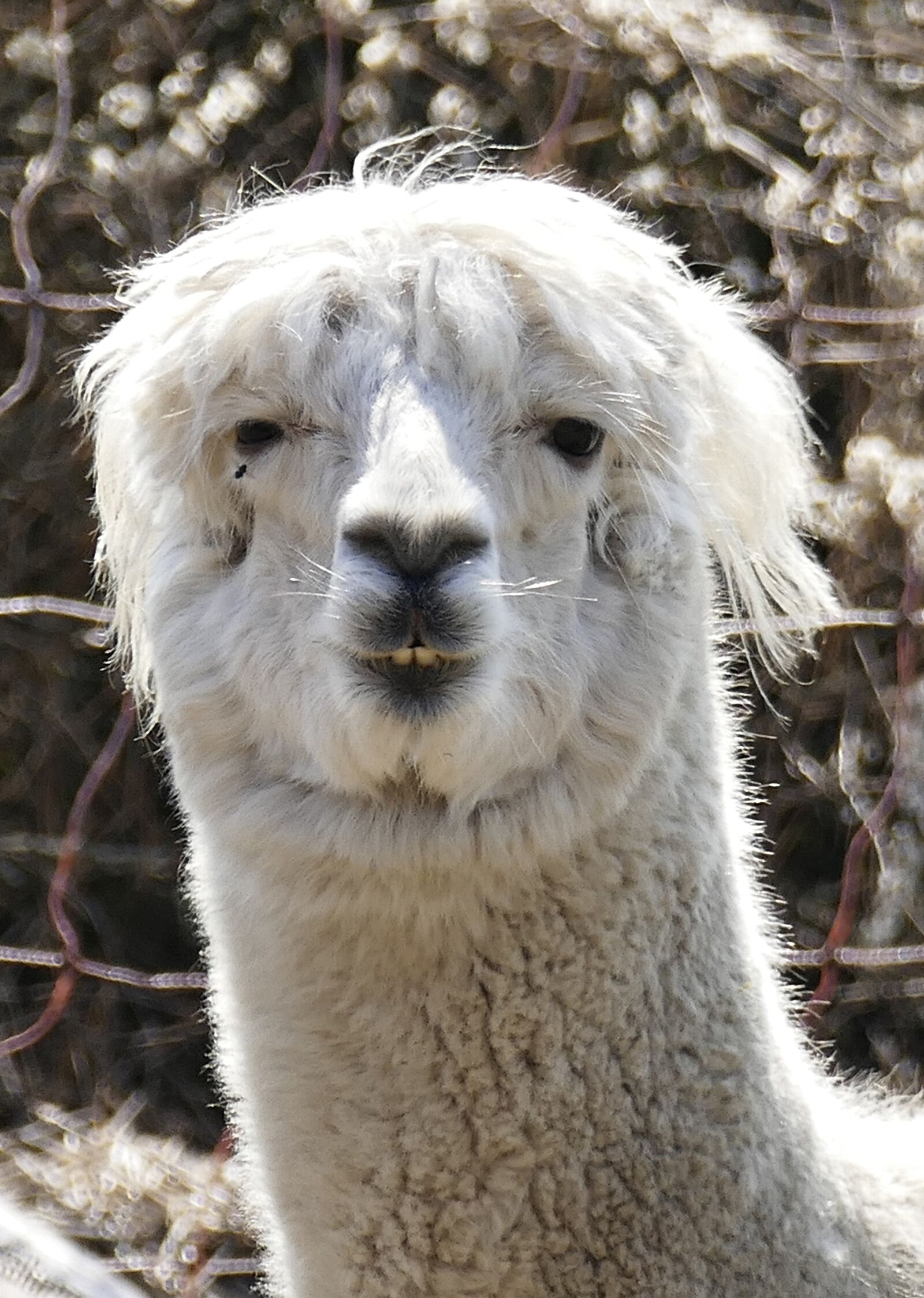Panasonic Lumix DMC-FZ1000 sample photo. Alpaca, peru, paarhufer photography