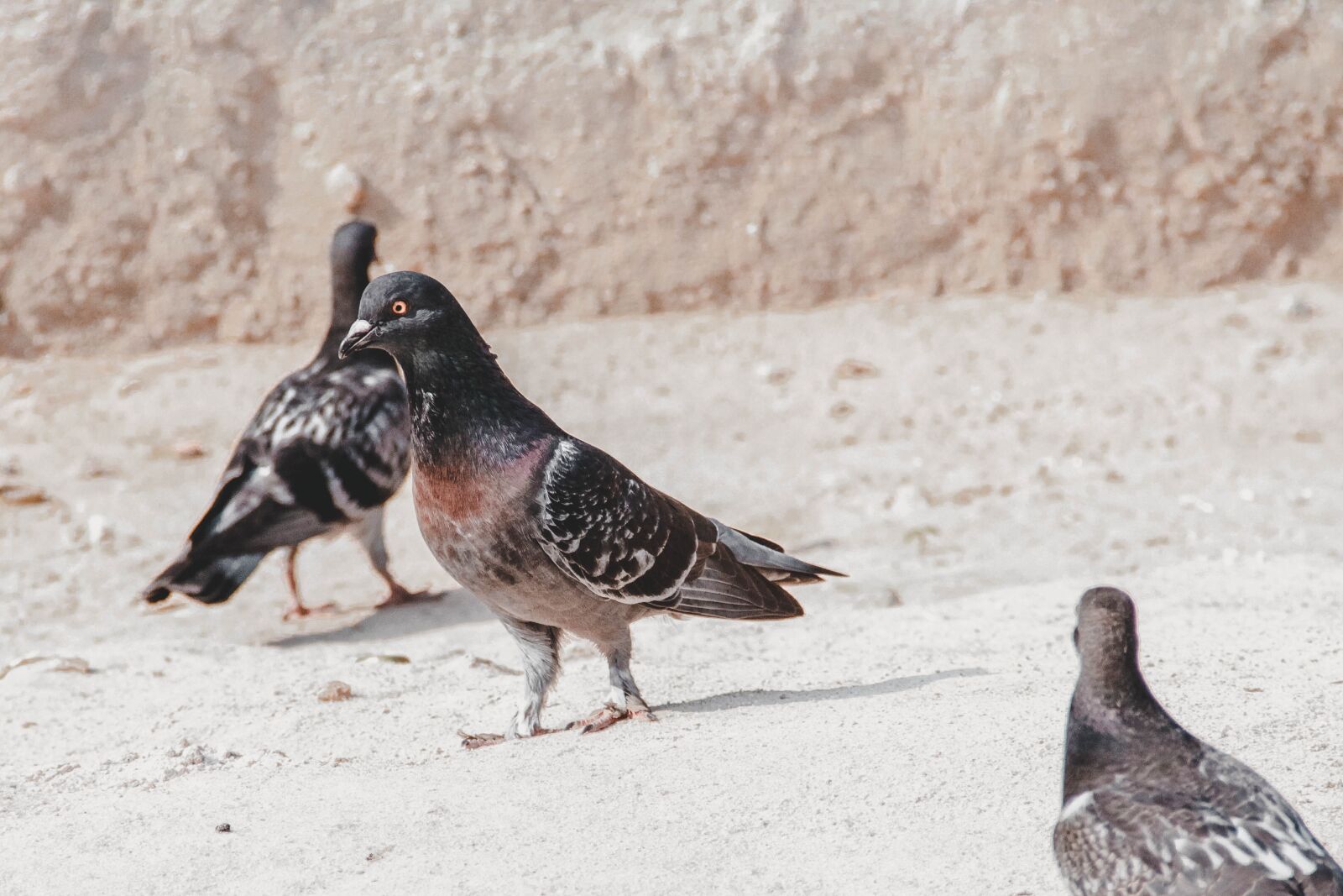 Canon EOS 7D + Canon EF-S 18-135mm F3.5-5.6 IS sample photo. Pigeon, pigeons, dove photography