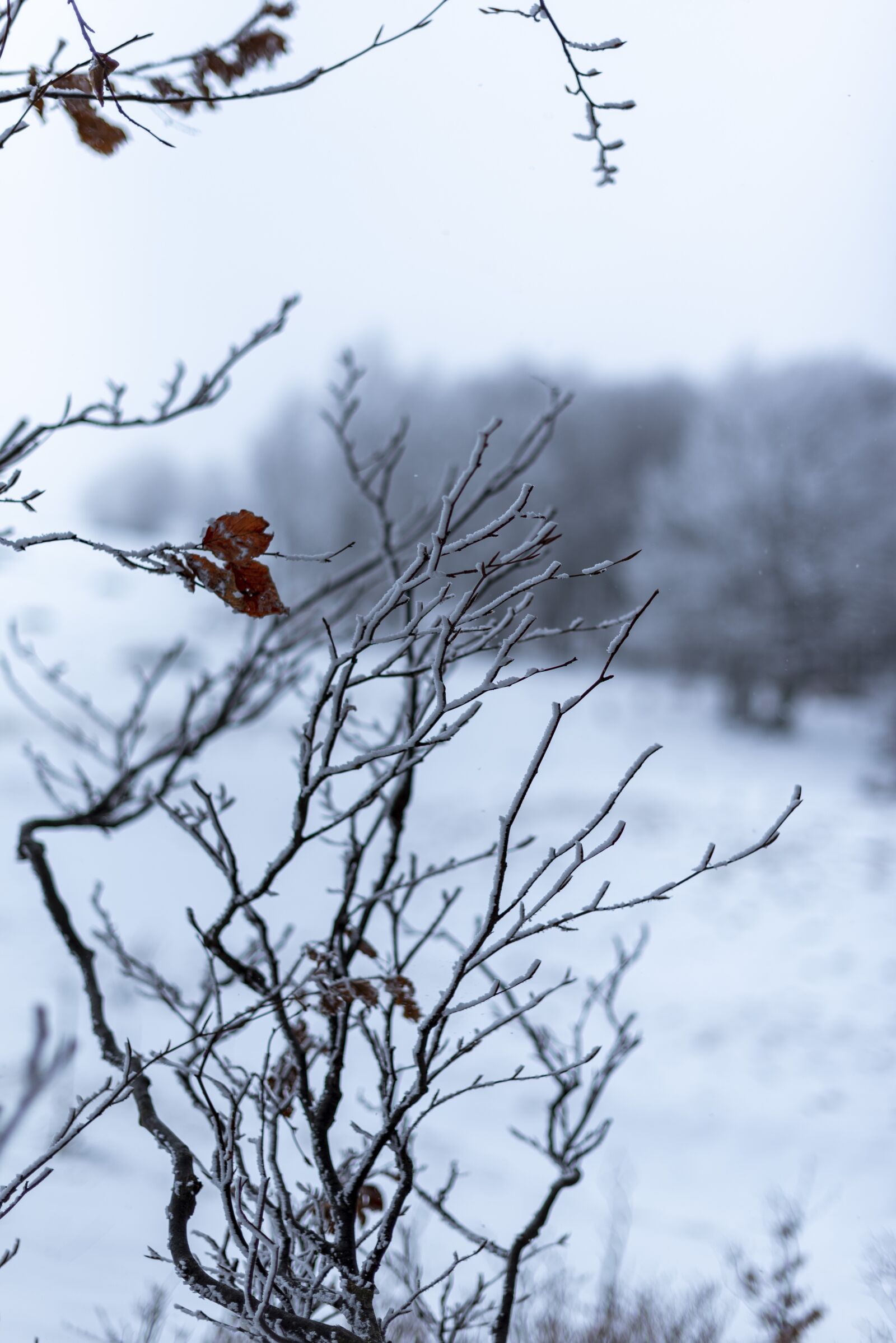 Nikon D750 sample photo. Winter, snow, nature photography