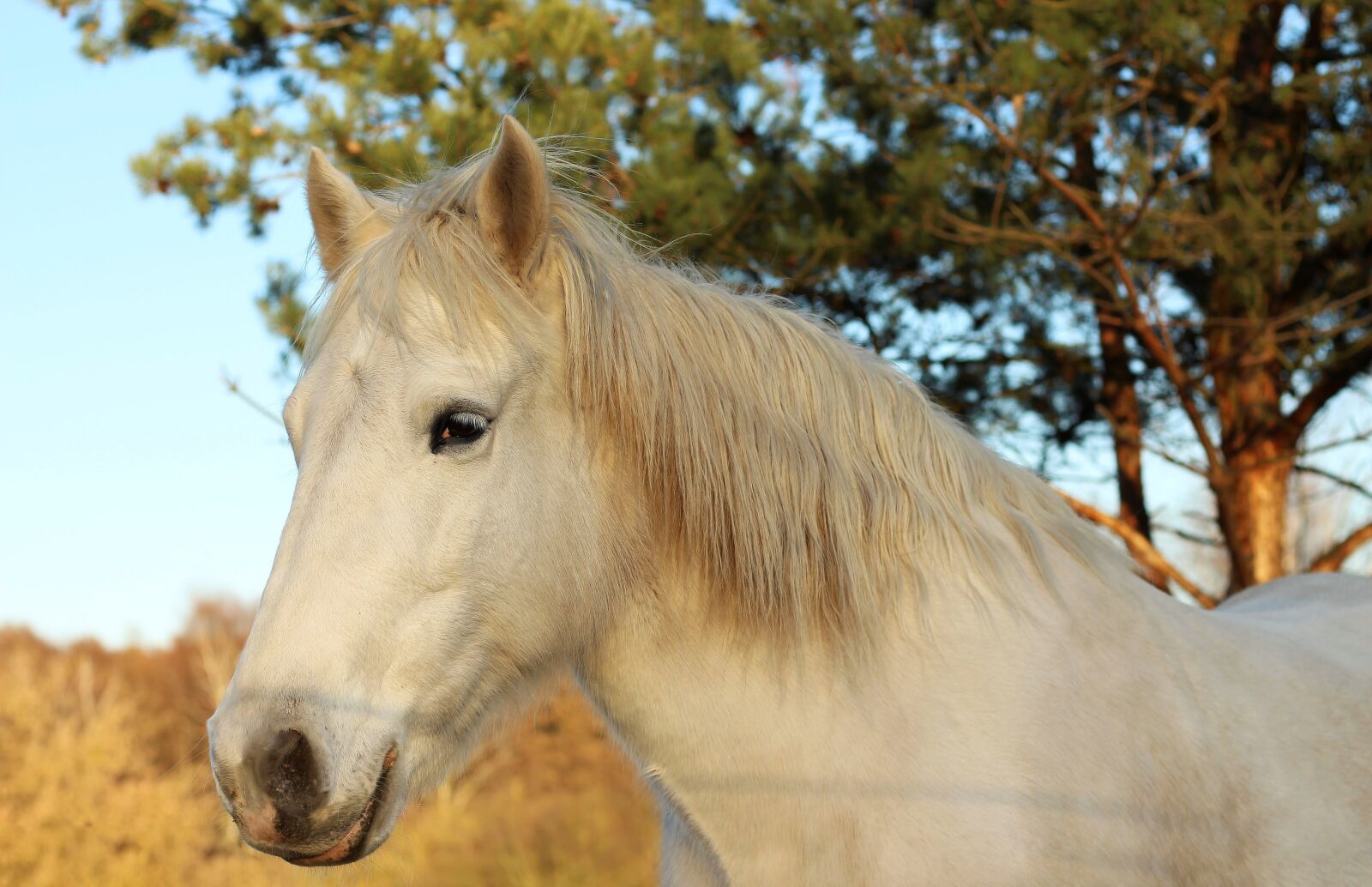 Canon EOS 700D (EOS Rebel T5i / EOS Kiss X7i) + Canon EF 50mm F1.8 STM sample photo. Horse, horse head, animal photography