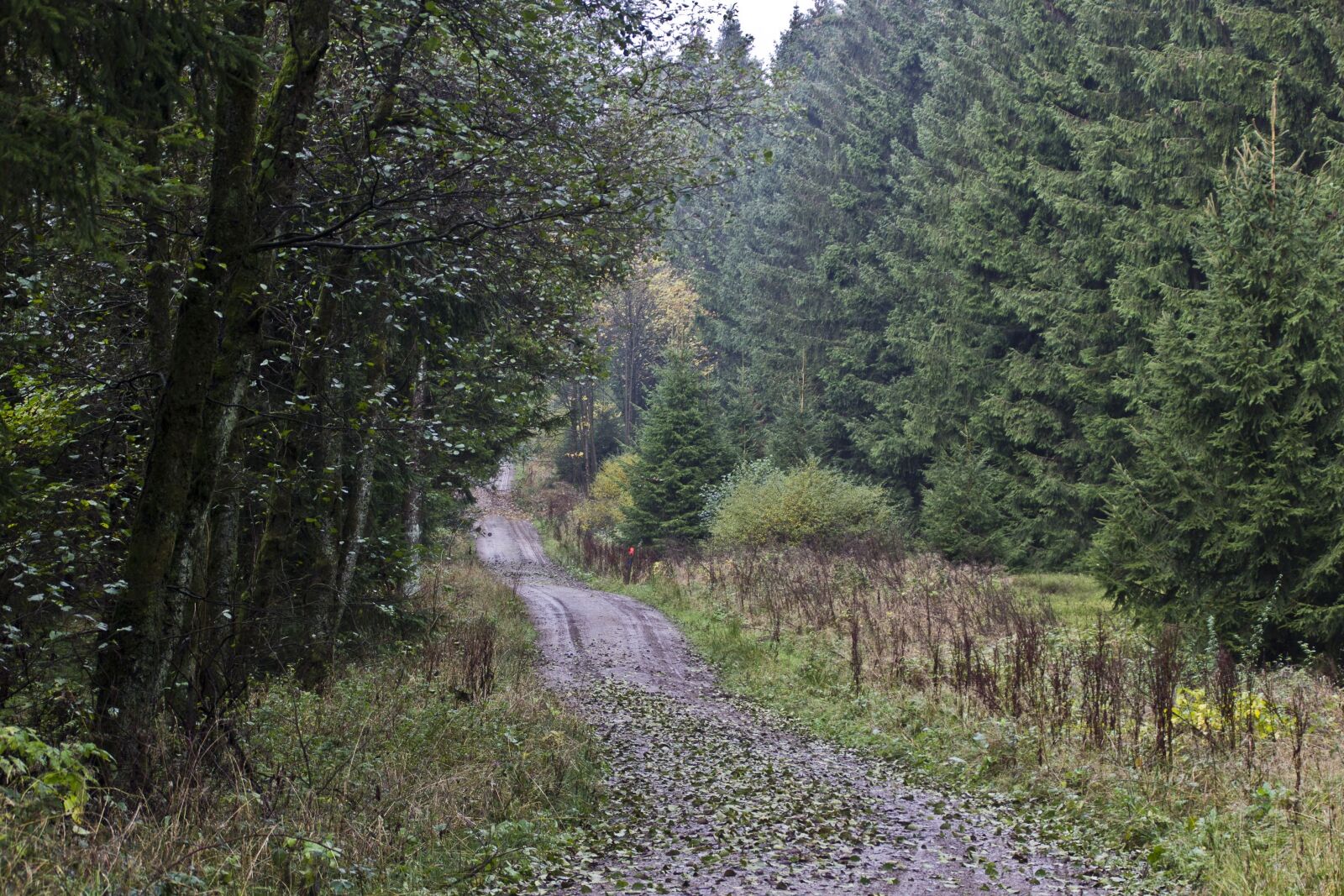 Canon EOS 600D (Rebel EOS T3i / EOS Kiss X5) sample photo. Forest, forest path, trees photography