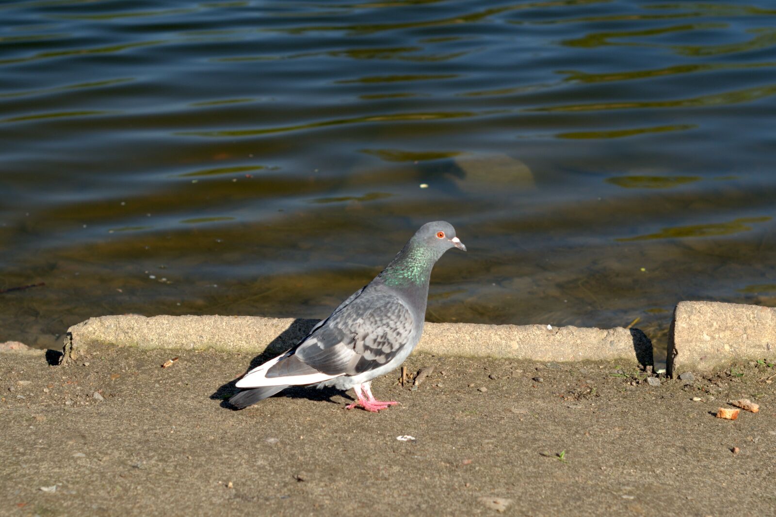 Pentax K-S2 sample photo. Pigeons, dove, bird photography