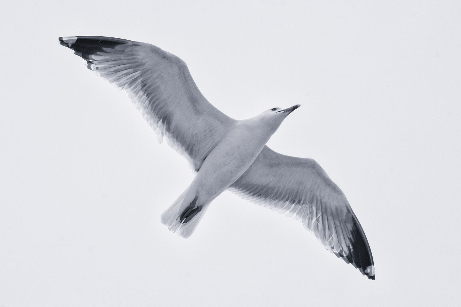 Fujifilm X-E2 + Fujifilm XF 55-200mm F3.5-4.8 R LM OIS sample photo. Seagull, bird, sea photography