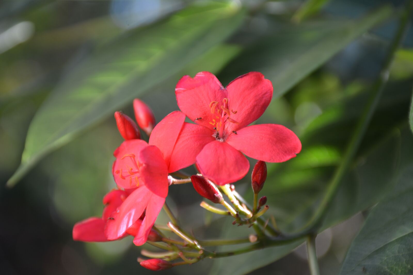 Nikon D7100 sample photo. Nature, flower, flora photography