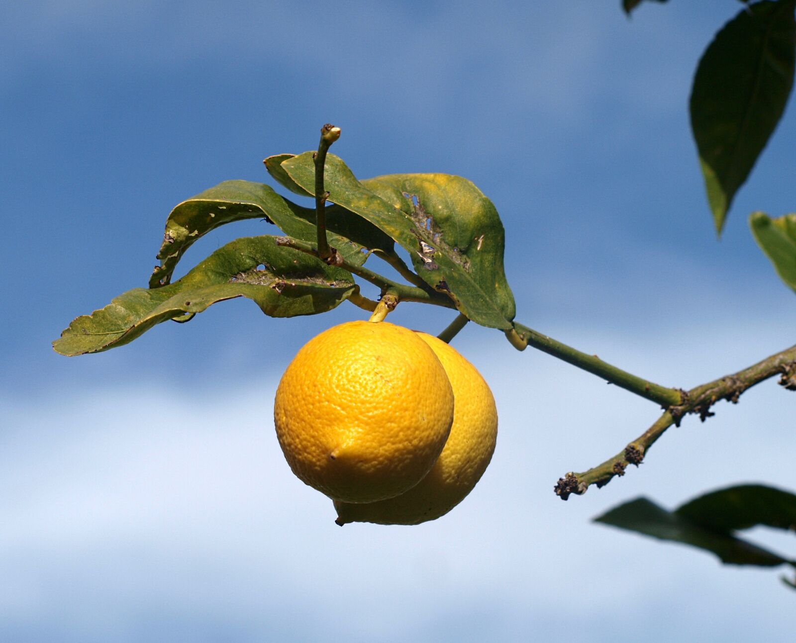 Olympus E-420 (EVOLT E-420) sample photo. Fruit, food, nature photography