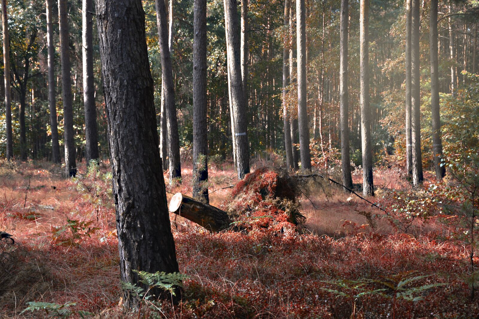 Nikon D3200 sample photo. Forest, autumn, autumn mood photography