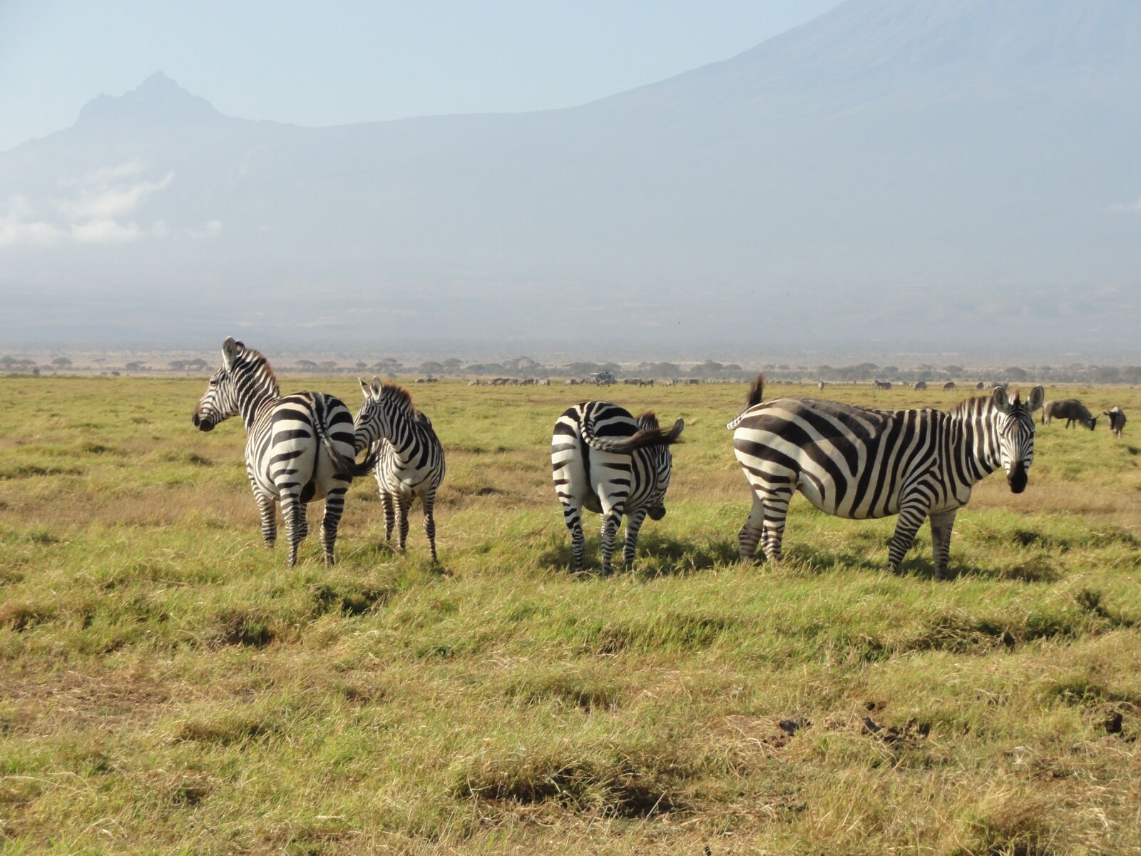 Sony DSC-HX5V sample photo. Zebras, africa, national park photography