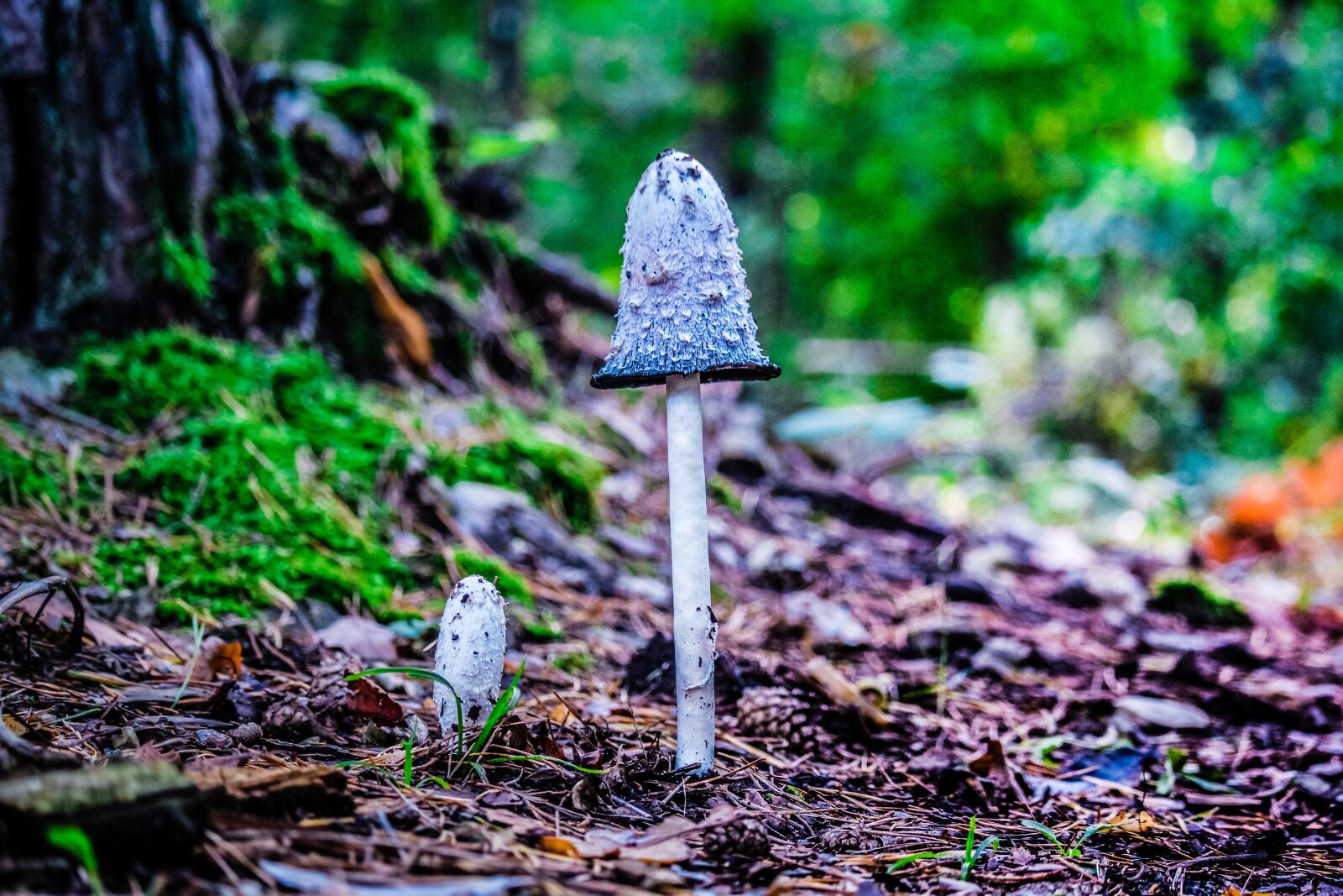 Canon EOS 600D (Rebel EOS T3i / EOS Kiss X5) + Canon EF-S 55-250mm F4-5.6 IS STM sample photo. Mushroom, macro, hdr photography