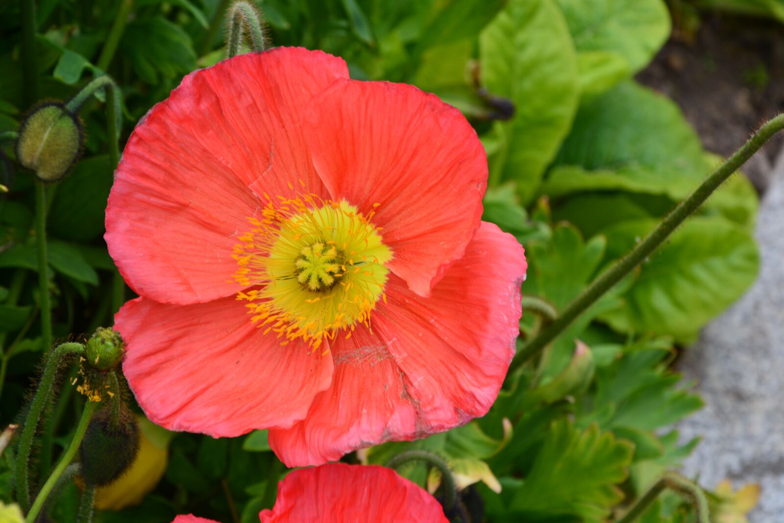 Nikon D5200 sample photo. Red flower, green leaf photography