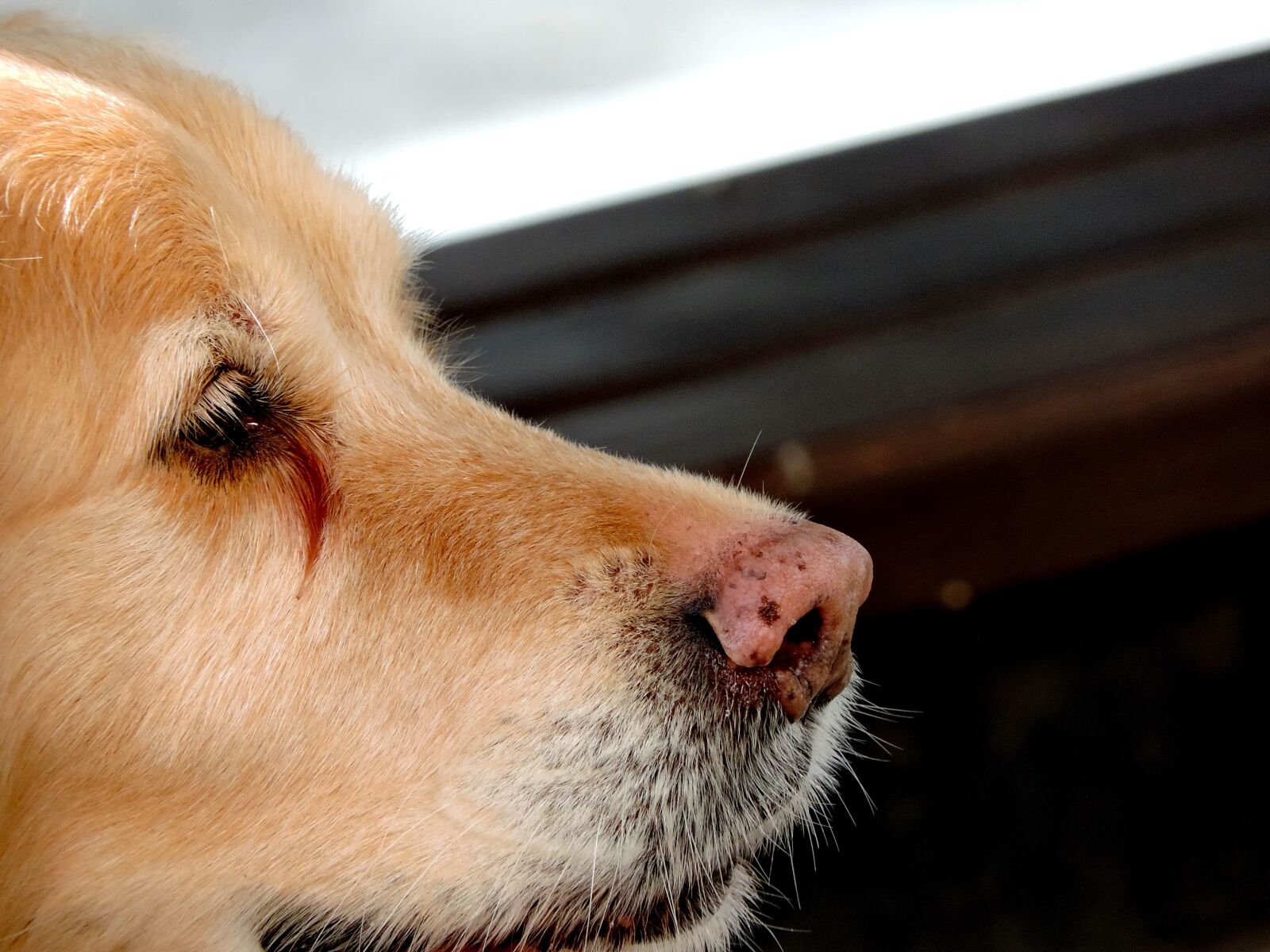 Nikon Coolpix P520 sample photo. Fur, pet, retriever, hunting photography
