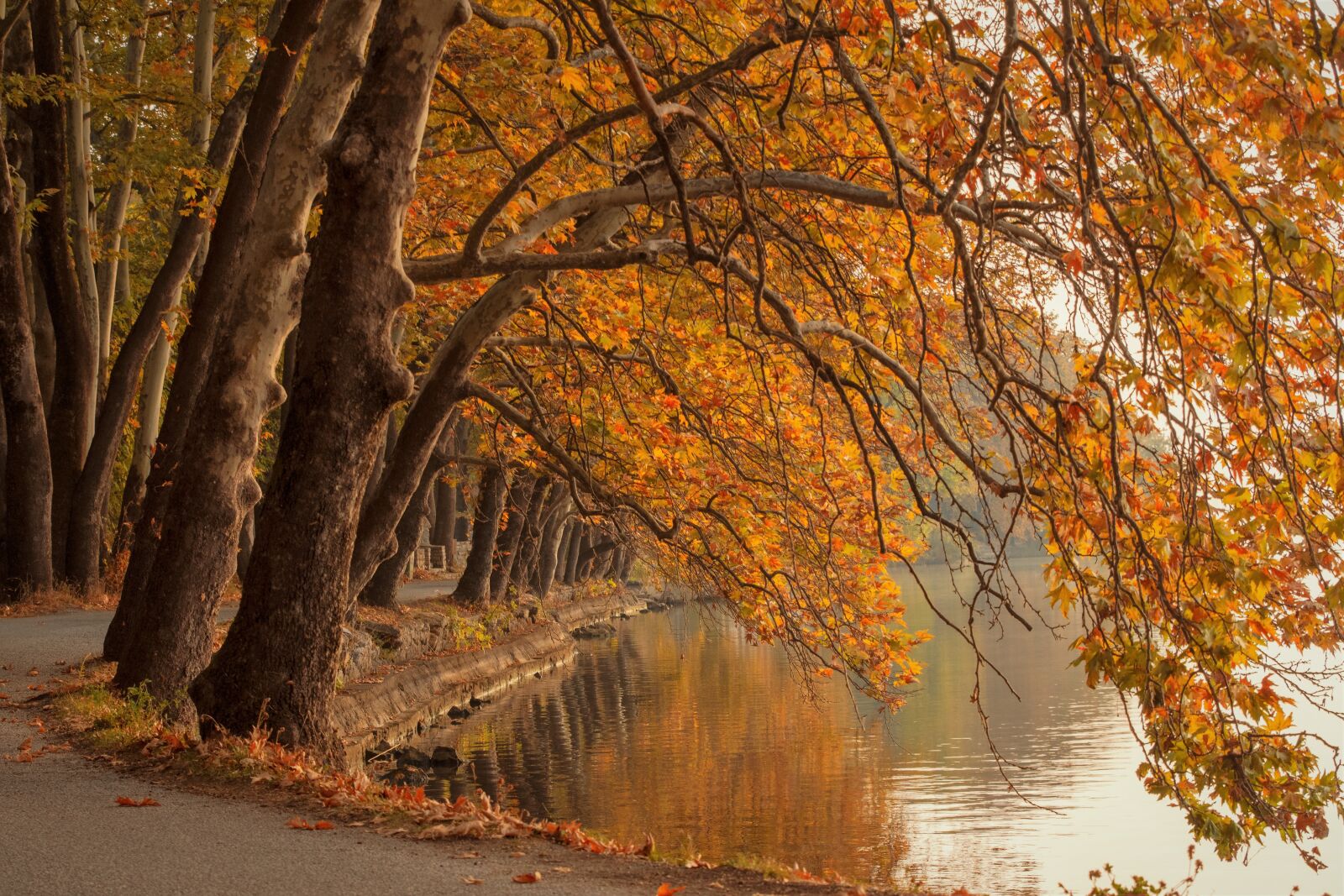 Tamron SP 24-70mm F2.8 Di VC USD sample photo. Trees, lake, fall photography