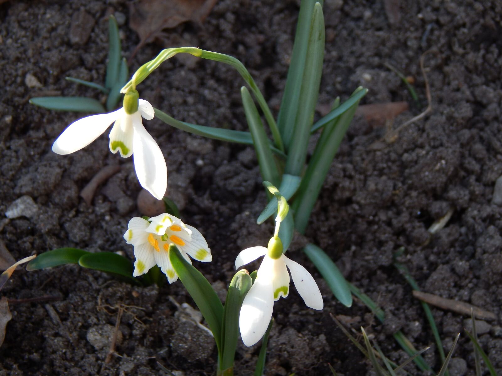 Nikon Coolpix L820 sample photo. Flowers, spring, green photography