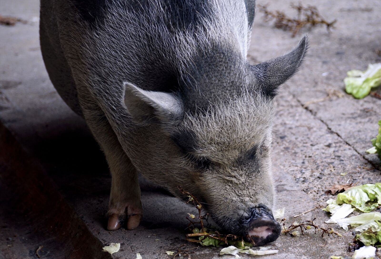 Sony DT 55-300mm F4.5-5.6 SAM sample photo. Pot bellied pig, pig photography