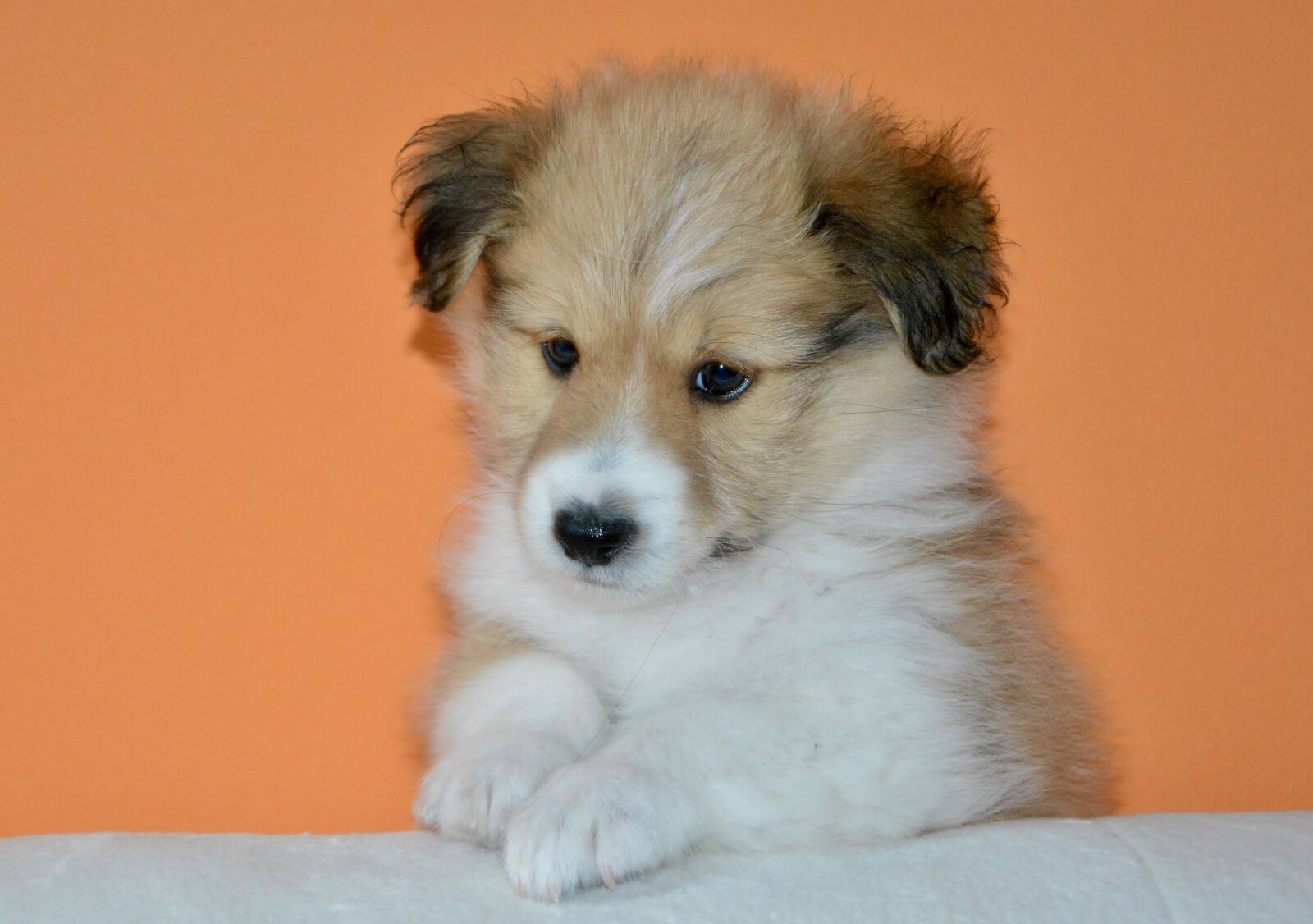 Nikon D5200 sample photo. Dog, pup, puppy photography
