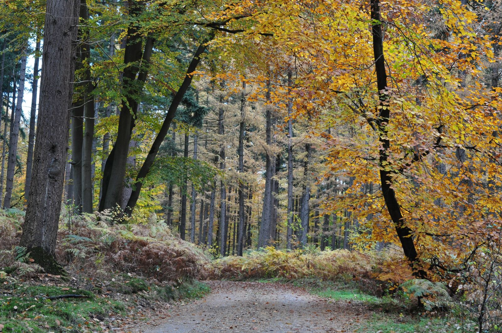 Nikon D5000 sample photo. Orange, leaves, autumn photography
