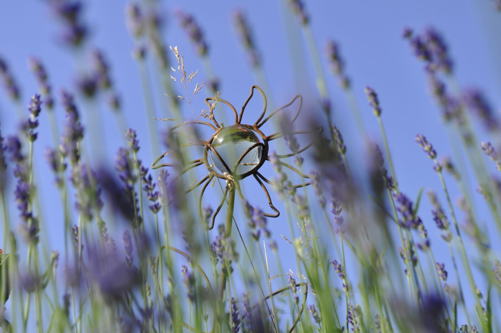 Nikon D5000 sample photo. Lavender, plant, garden photography