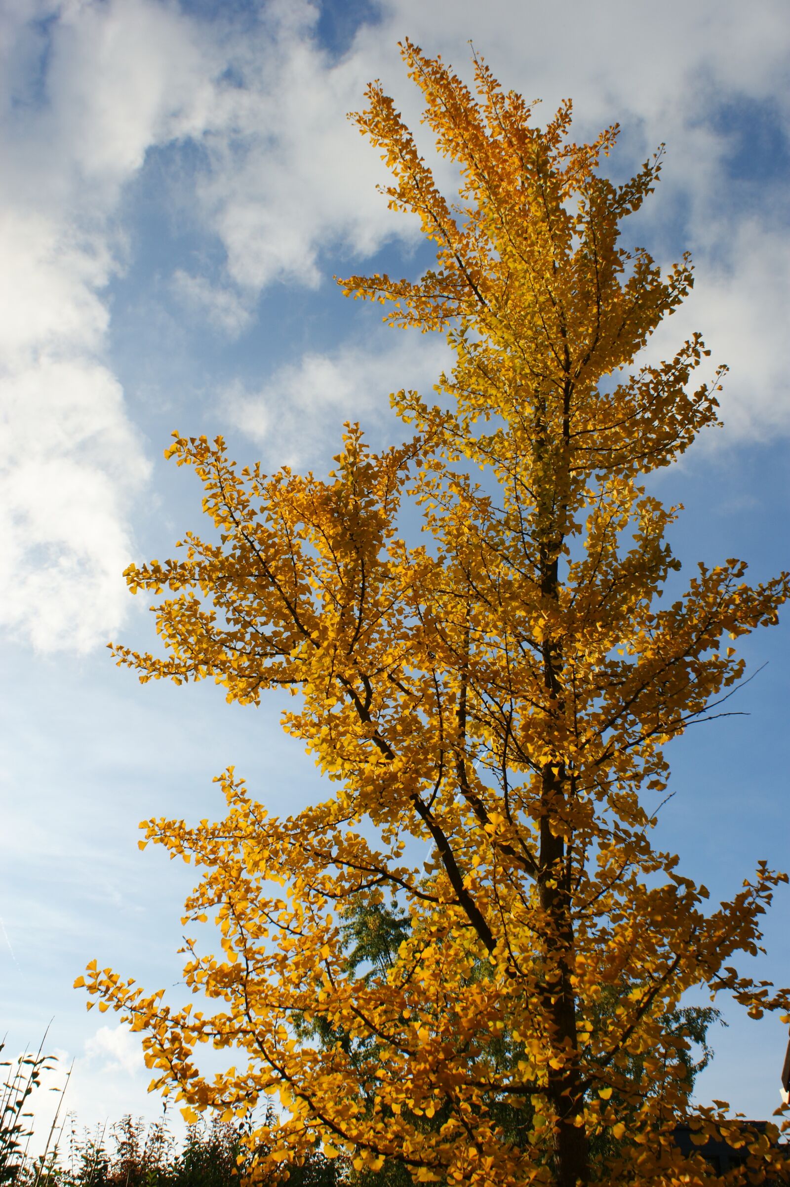 Sony Alpha DSLR-A350 sample photo. Autumn, trees, ginko photography