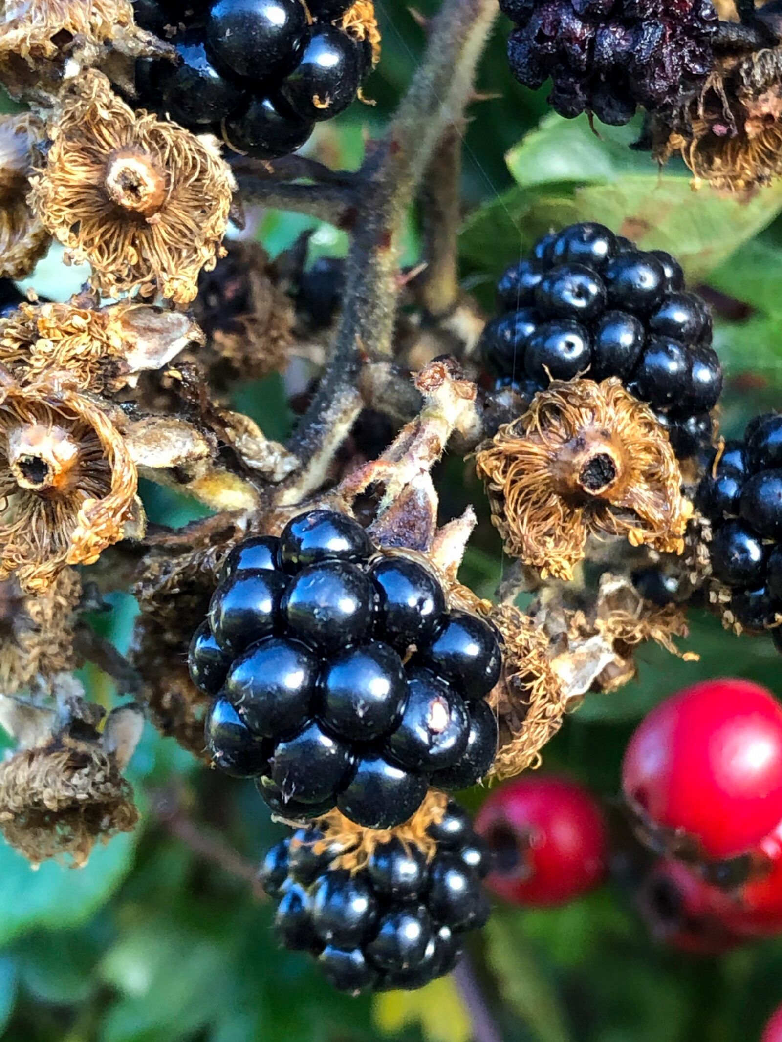 iPhone 8 back camera 3.99mm f/1.8 sample photo. Blackberry, blackberries, autumn photography