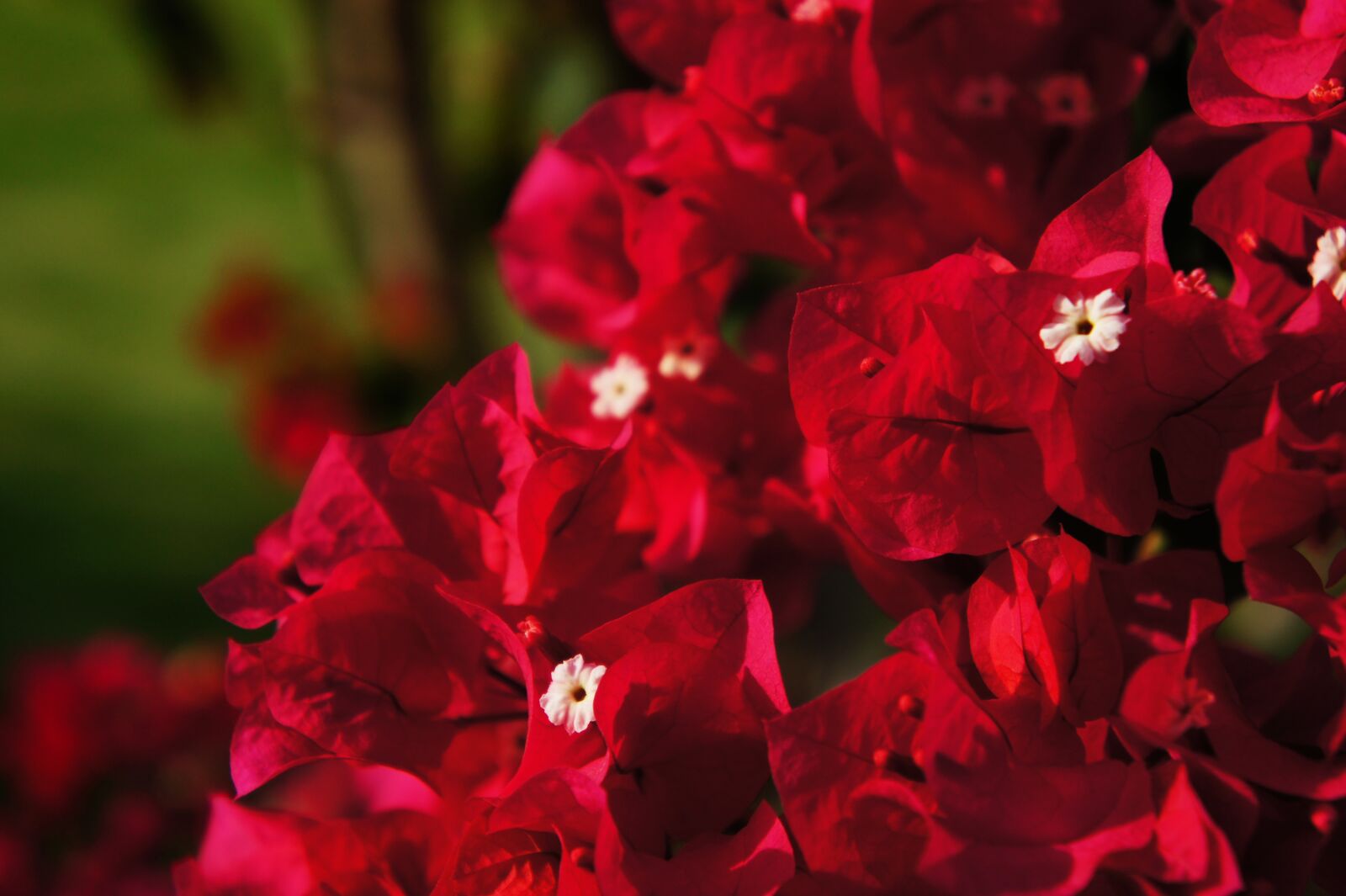Sony Alpha NEX-3 + Sony E 18-55mm F3.5-5.6 OSS sample photo. Flowers, red, bloom photography