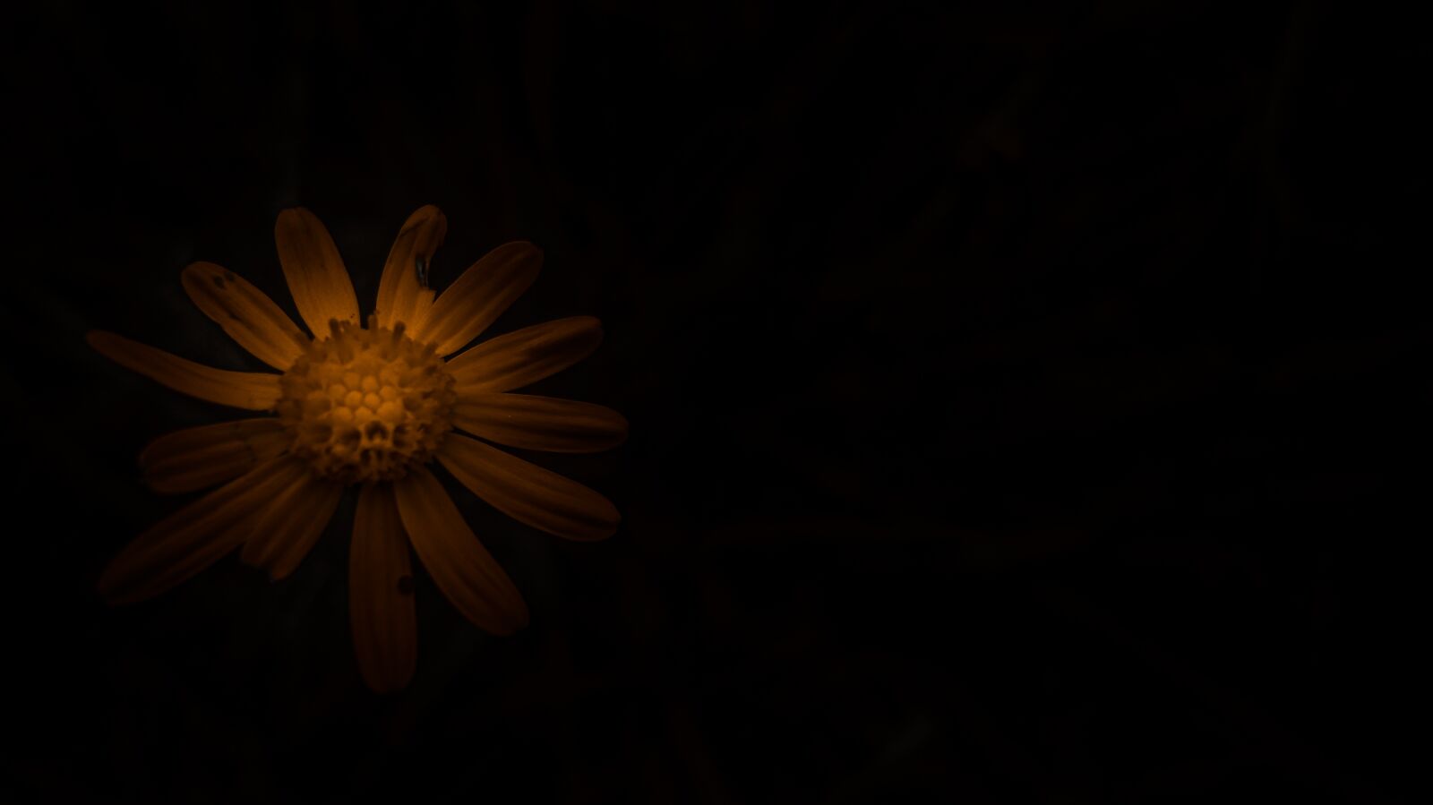 Sony Cyber-shot DSC-W510 sample photo. Sun, sunflower, yellow photography
