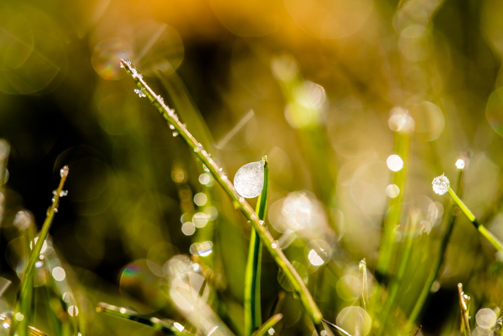 Canon EOS 750D (EOS Rebel T6i / EOS Kiss X8i) sample photo. Frozen dew drops, dewdrop photography