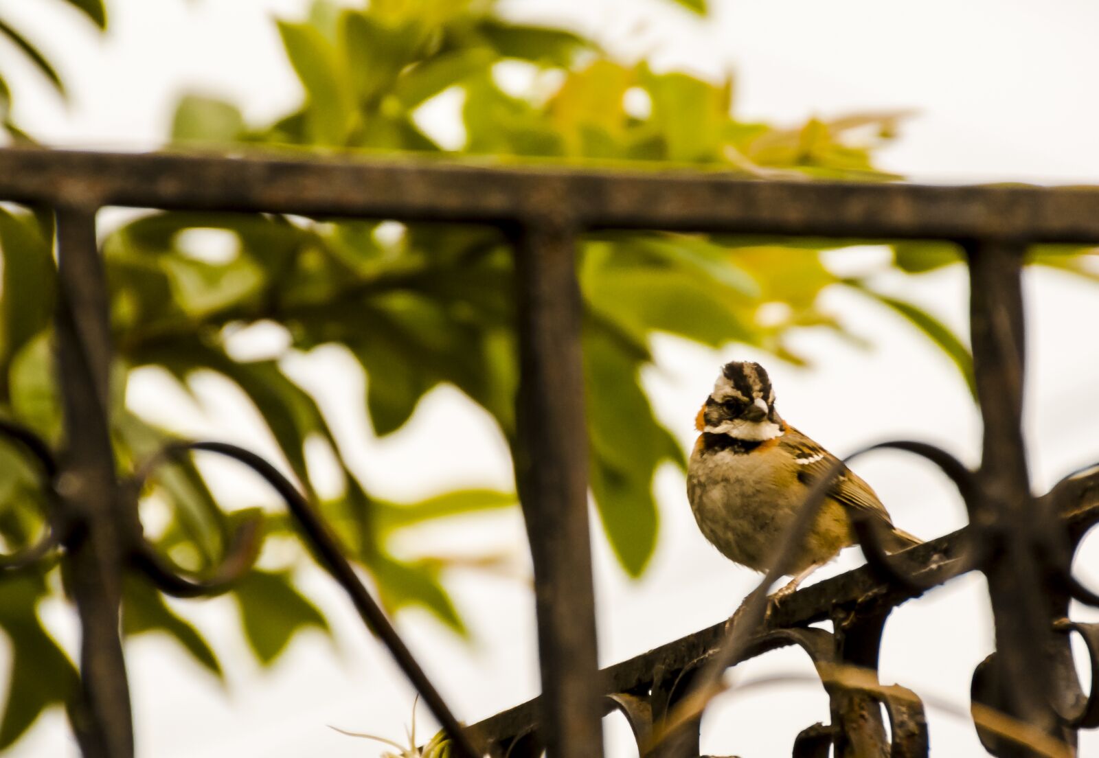 Nikon D5200 sample photo. Nature, animal, bird photography
