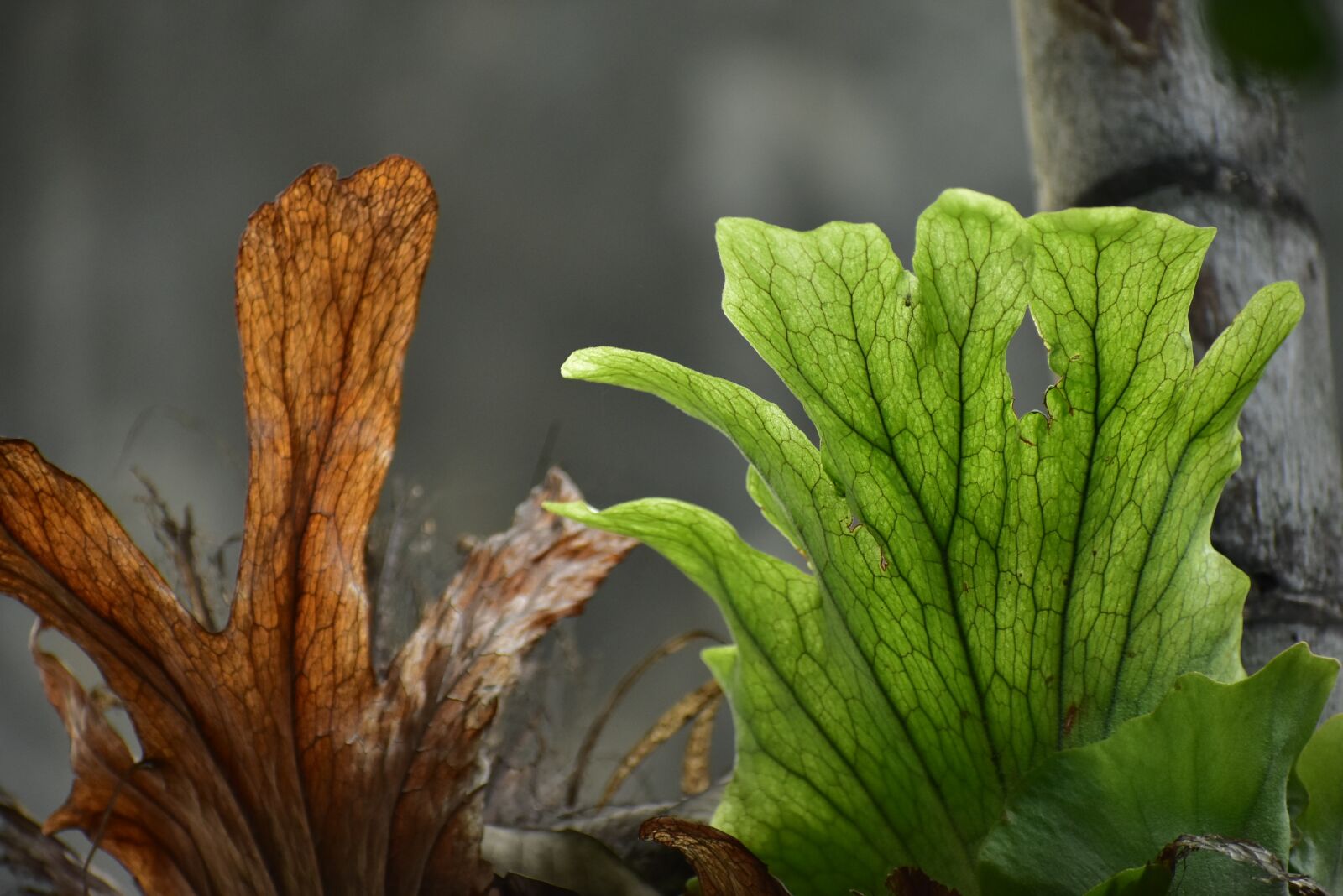 Nikon D3400 sample photo. Fern leaves, dry leaf photography