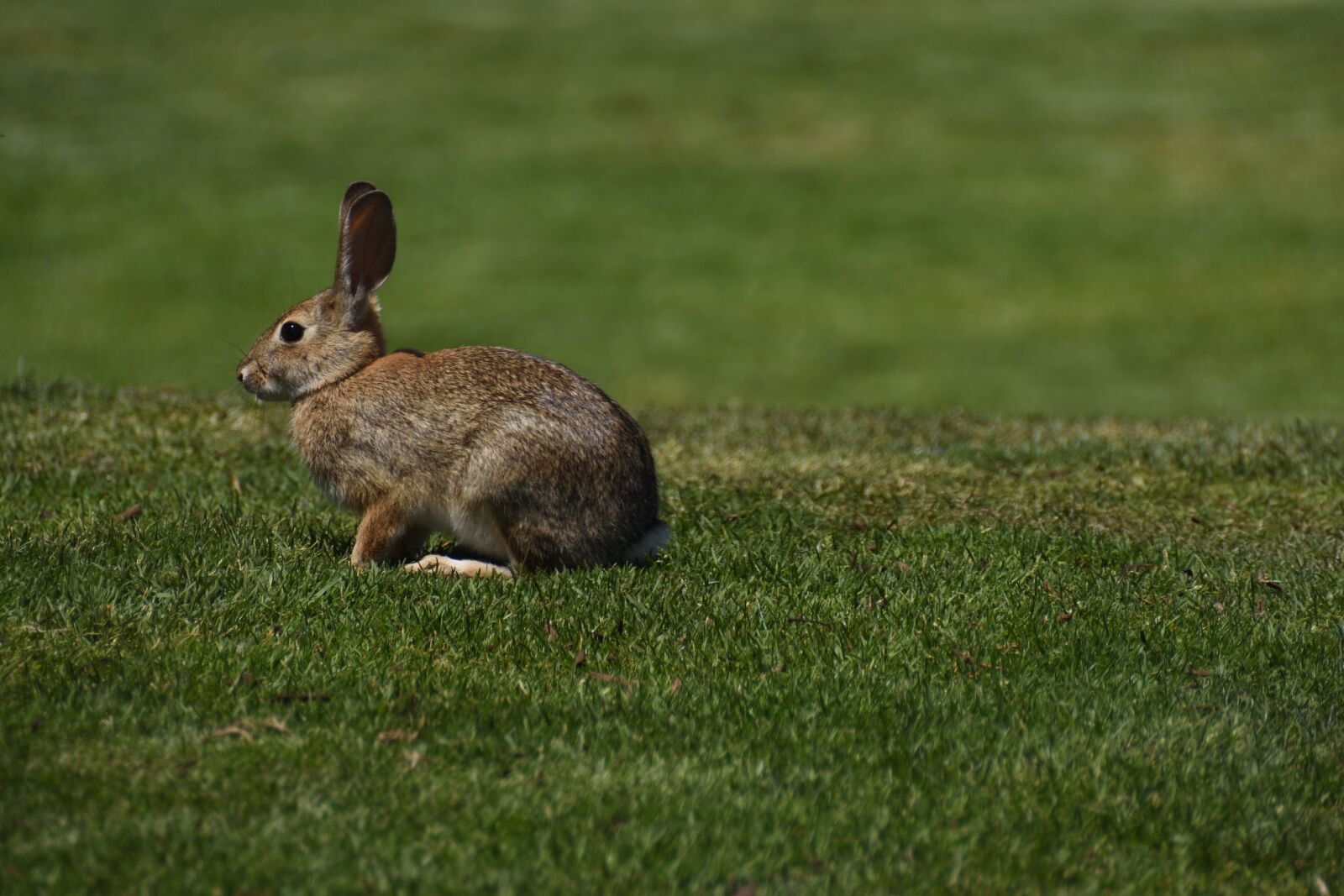 Nikon D7200 sample photo. Hare, nature, animal photography