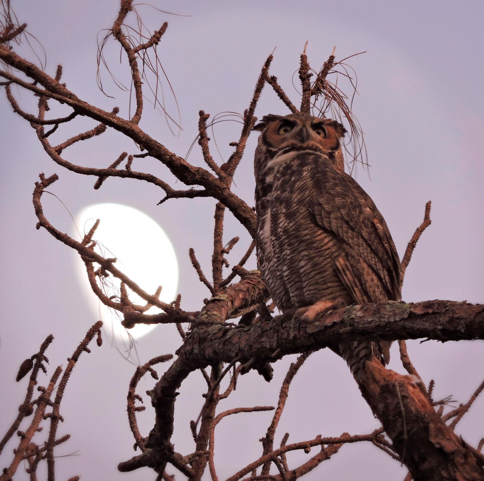 Nikon Coolpix P530 sample photo. Great horned owl, great photography