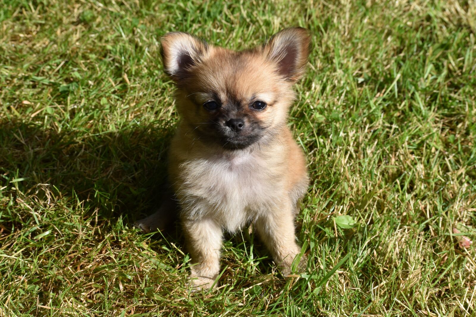 Nikon D5500 sample photo. Cute, animal, little photography