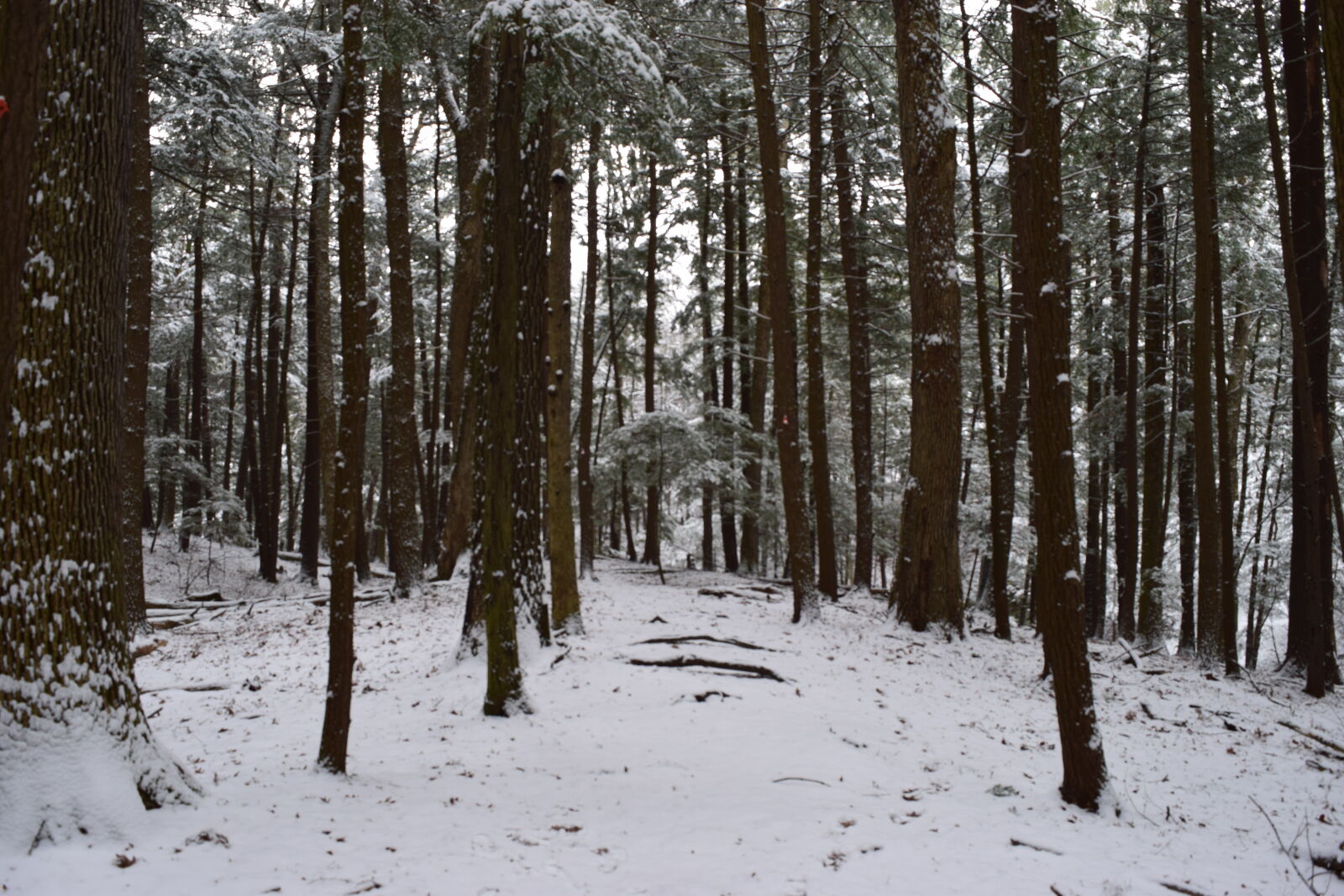 Nikon D3300 sample photo. Forest, snow, tree, trees photography