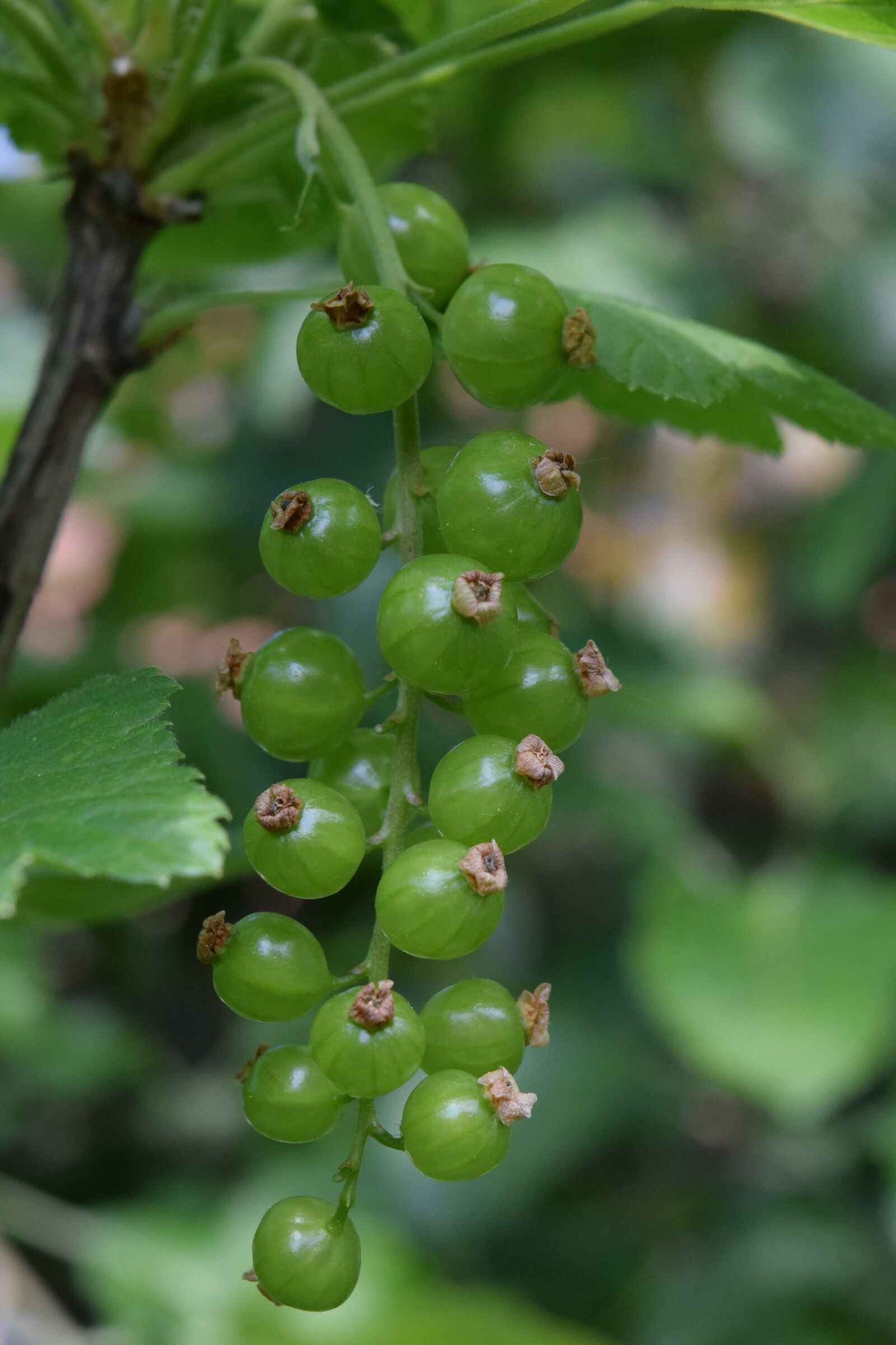 Nikon D3300 sample photo. Food, nature, fruit, green photography