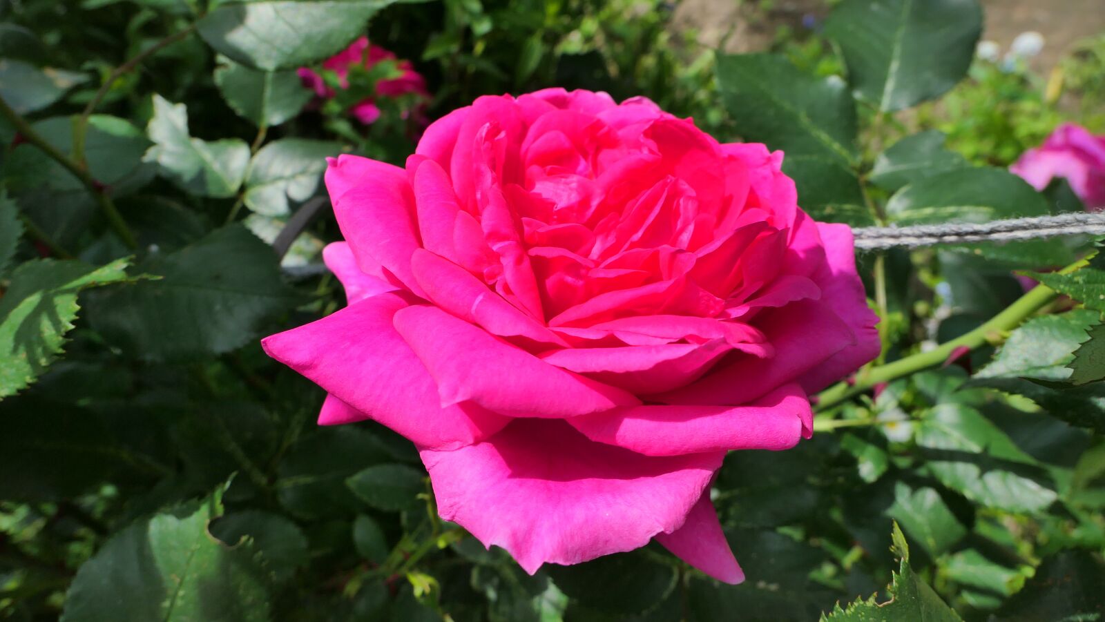 Panasonic Lumix DMC-LX10 (Lumix DMC-LX15) sample photo. Rose, flower, summer photography