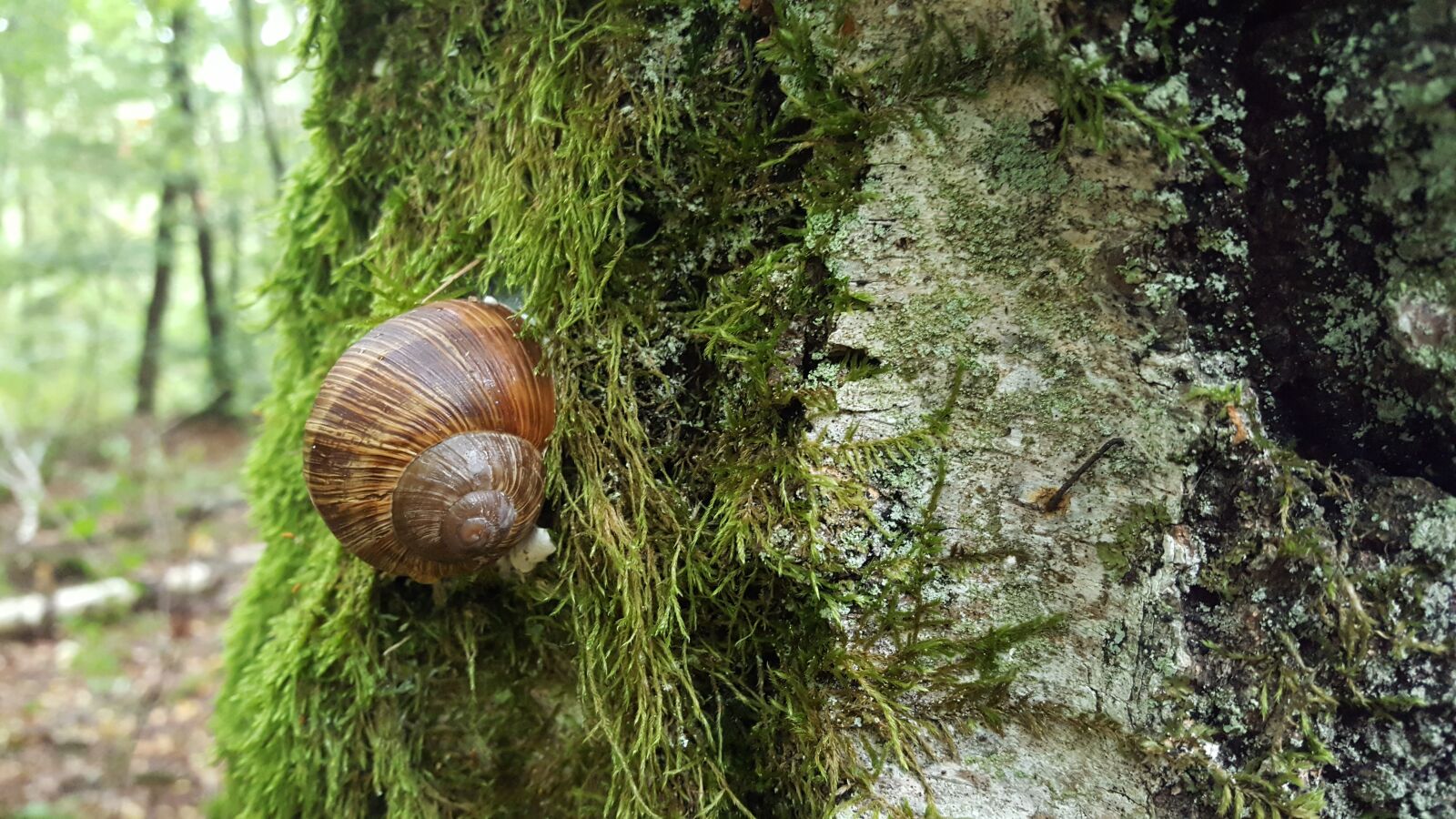 Samsung GALAXY S6 edge sample photo. Snail, tree, nature photography