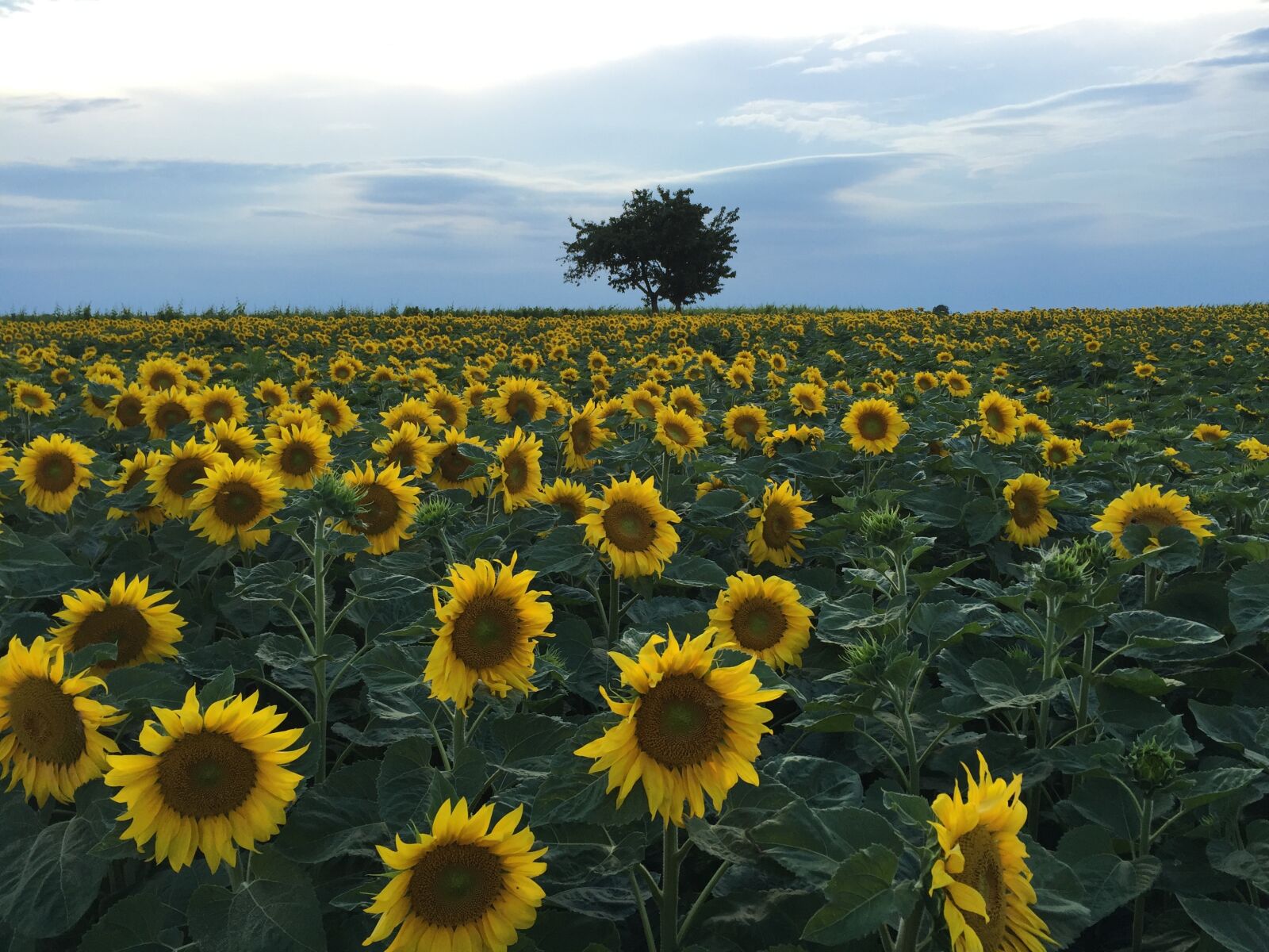 Apple iPhone 6 sample photo. Sunflower field, sunflower, summer photography