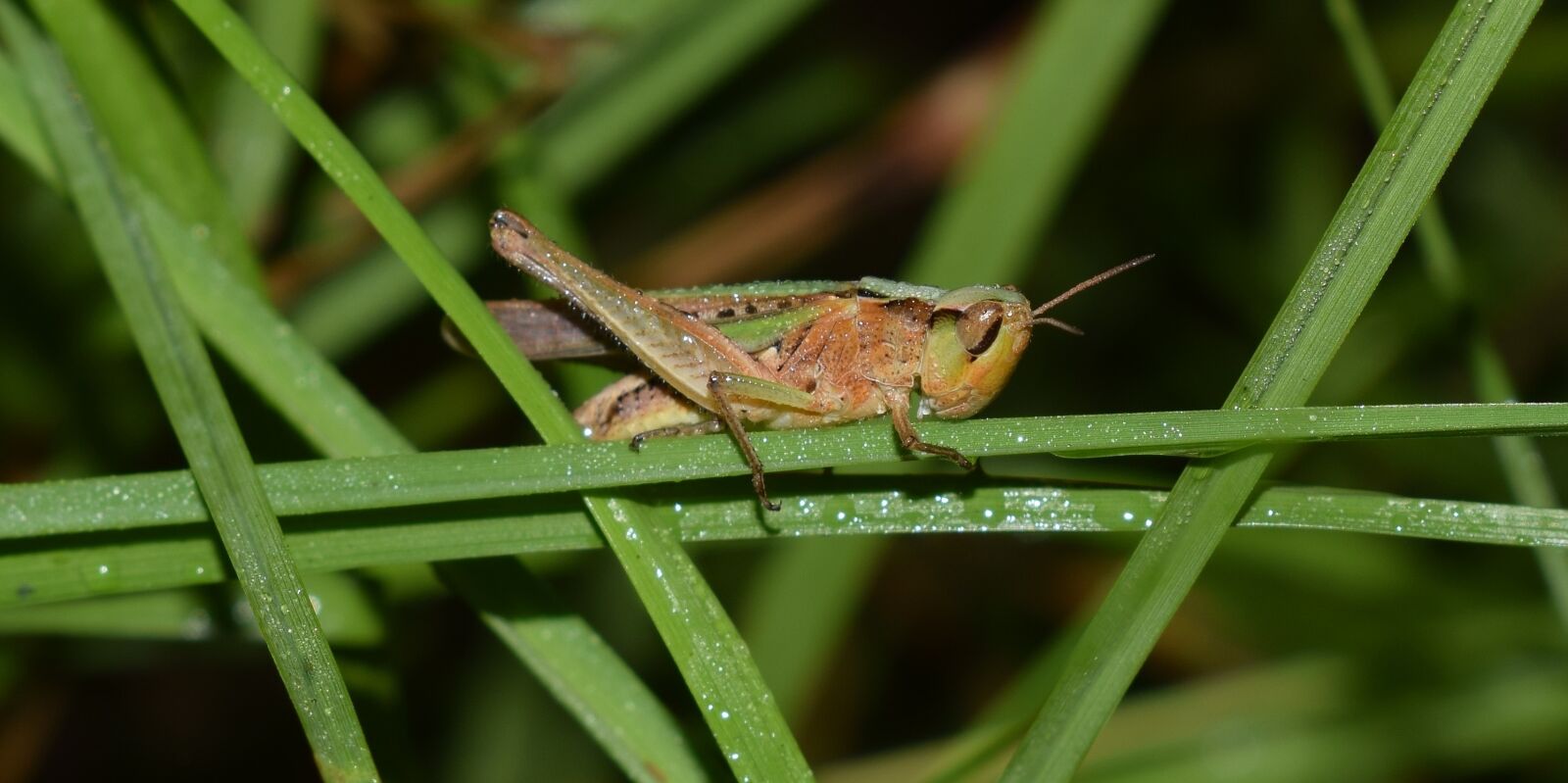 Nikon D5300 sample photo. Grasshopper, slant faced grasshopper photography