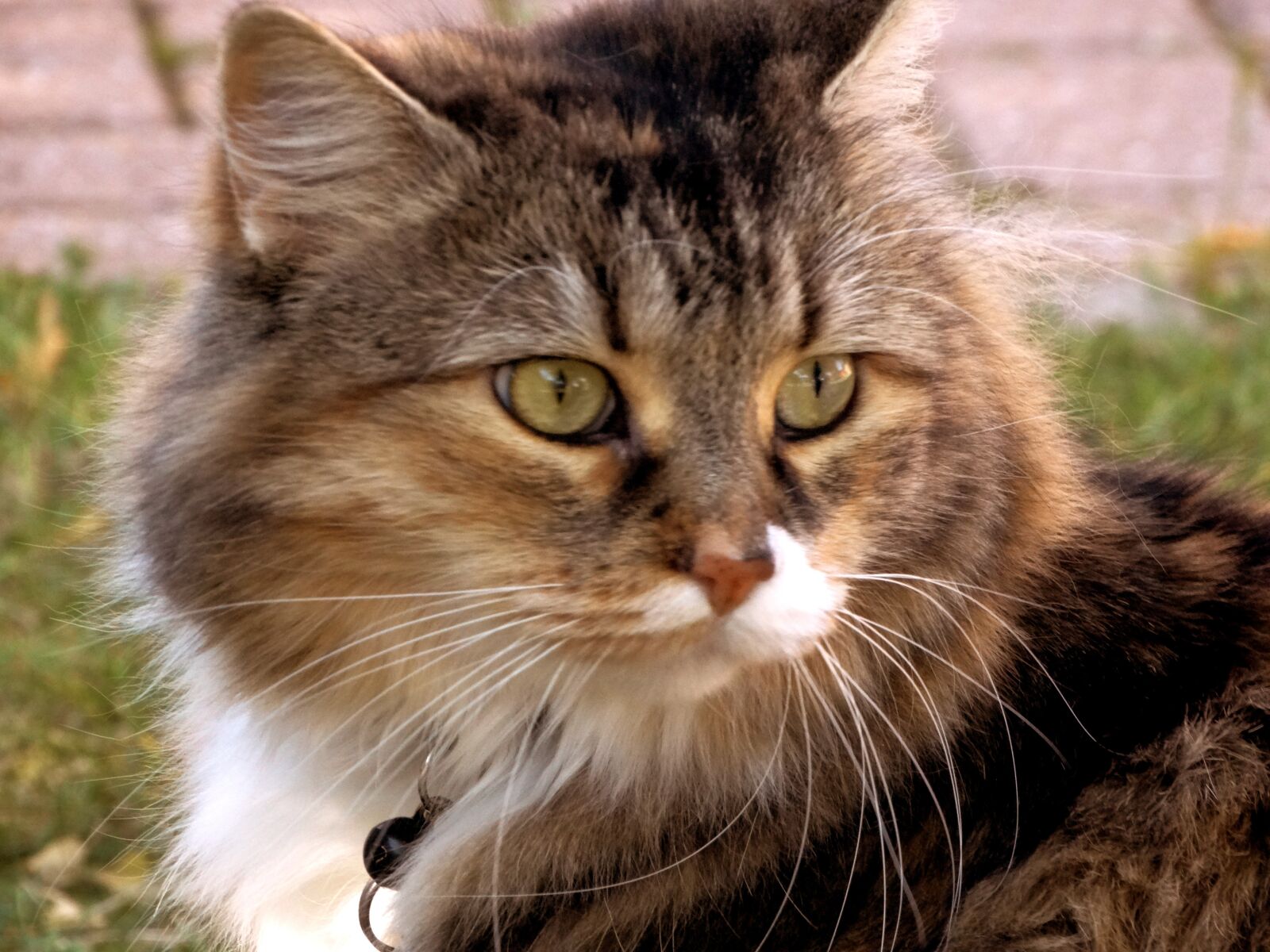 Sony Cyber-shot DSC-HX300 sample photo. Cat, face, cute photography