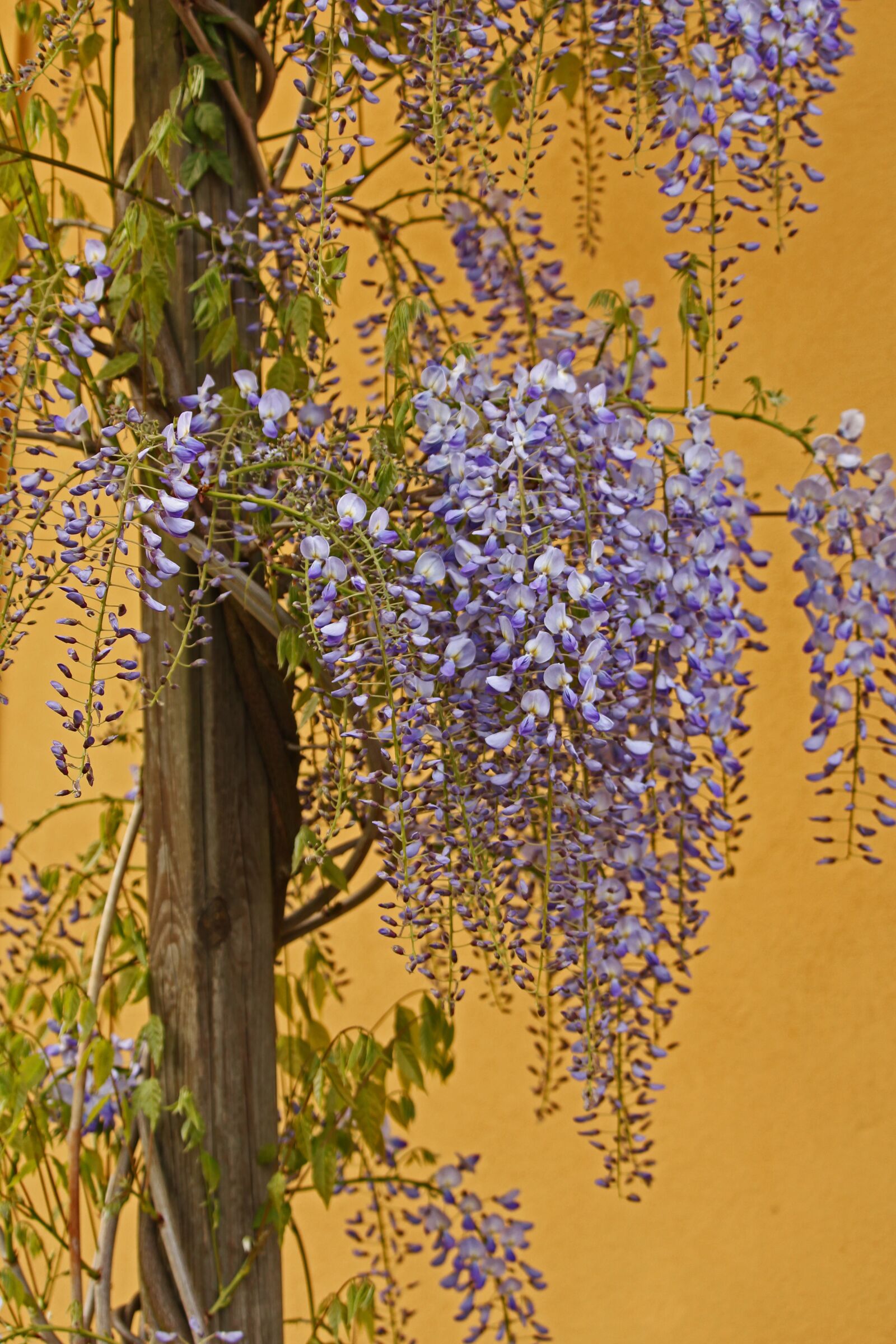 Canon EOS 700D (EOS Rebel T5i / EOS Kiss X7i) sample photo. Blue rain, creeper, garden photography