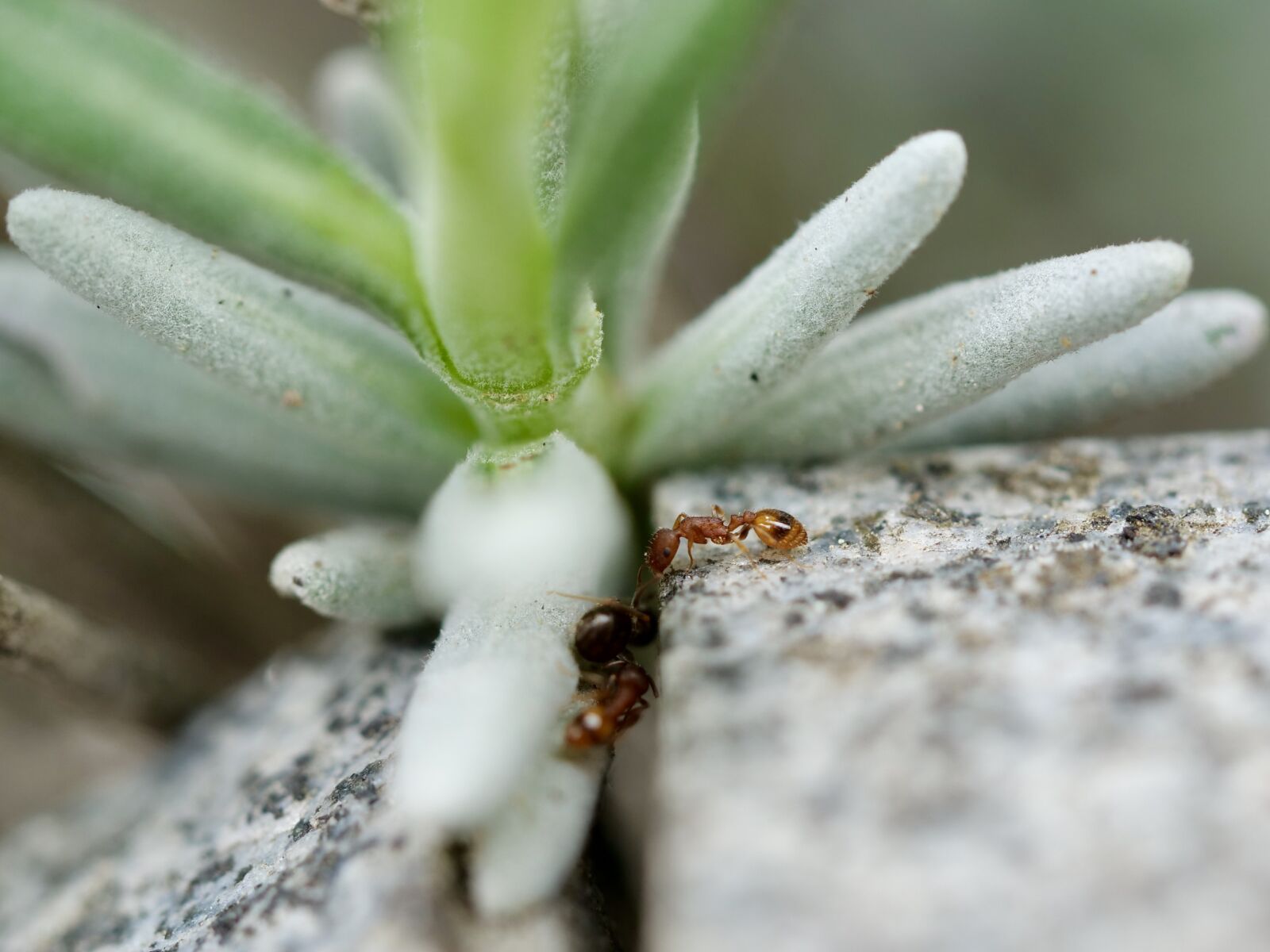 Panasonic Lumix DC-G9 sample photo. Ant, insect, nature photography
