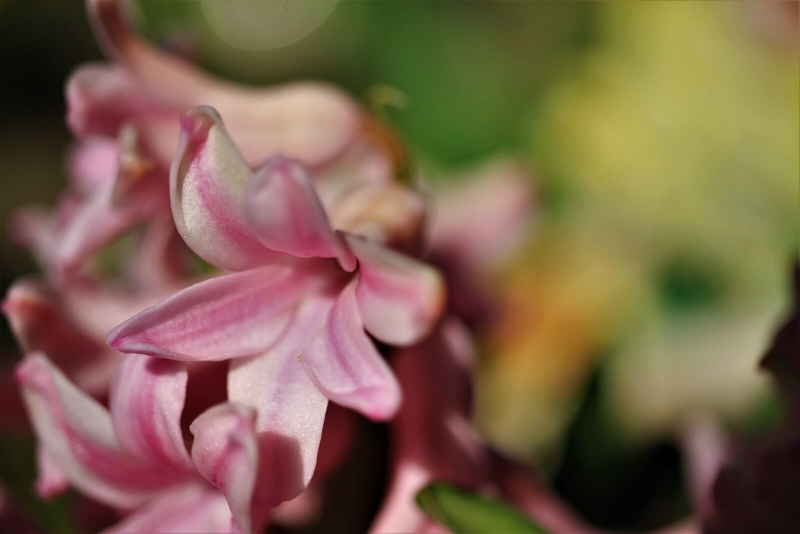 Canon EOS 7D sample photo. Hyacinth, spring, flower photography