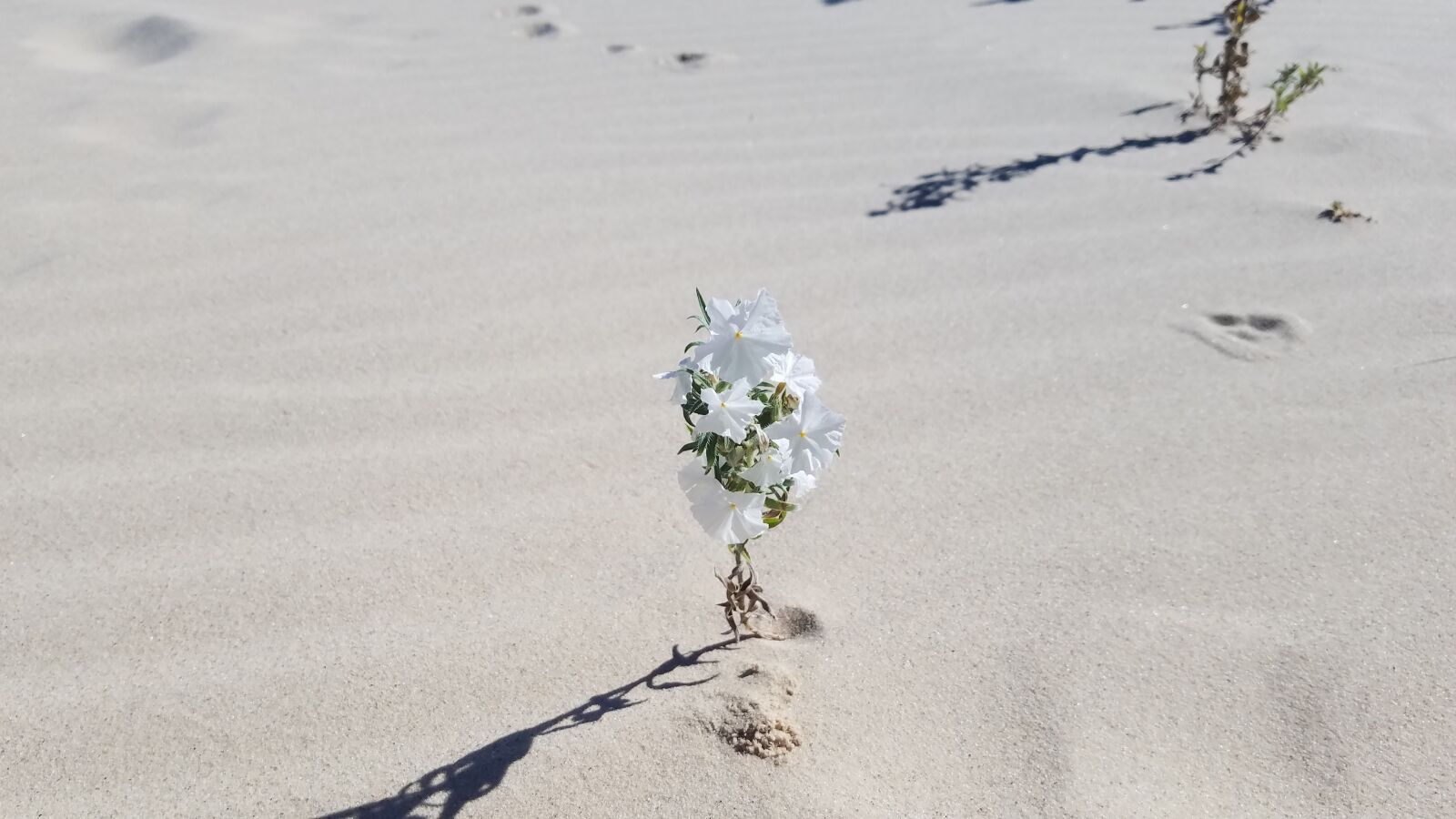 Samsung Galaxy S7 Active sample photo. Wildflower, desert, nature photography