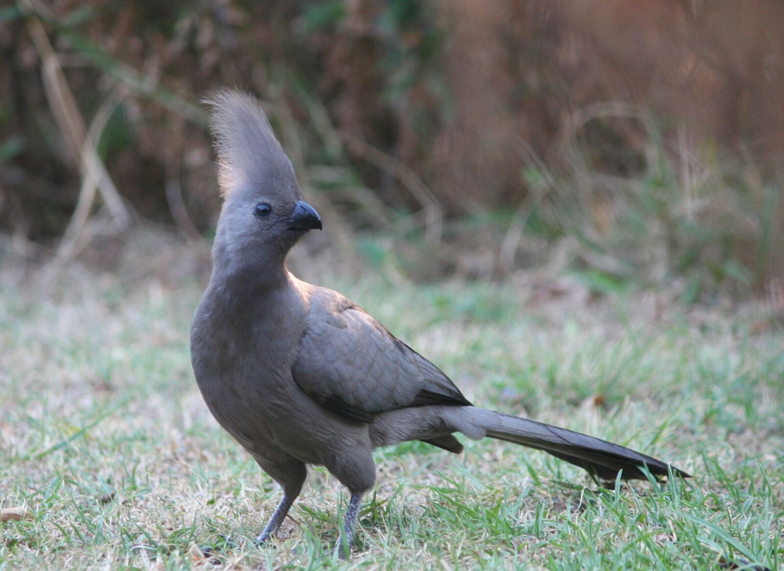 Canon EOS 350D (EOS Digital Rebel XT / EOS Kiss Digital N) sample photo. Animal, bird, grey lourie photography