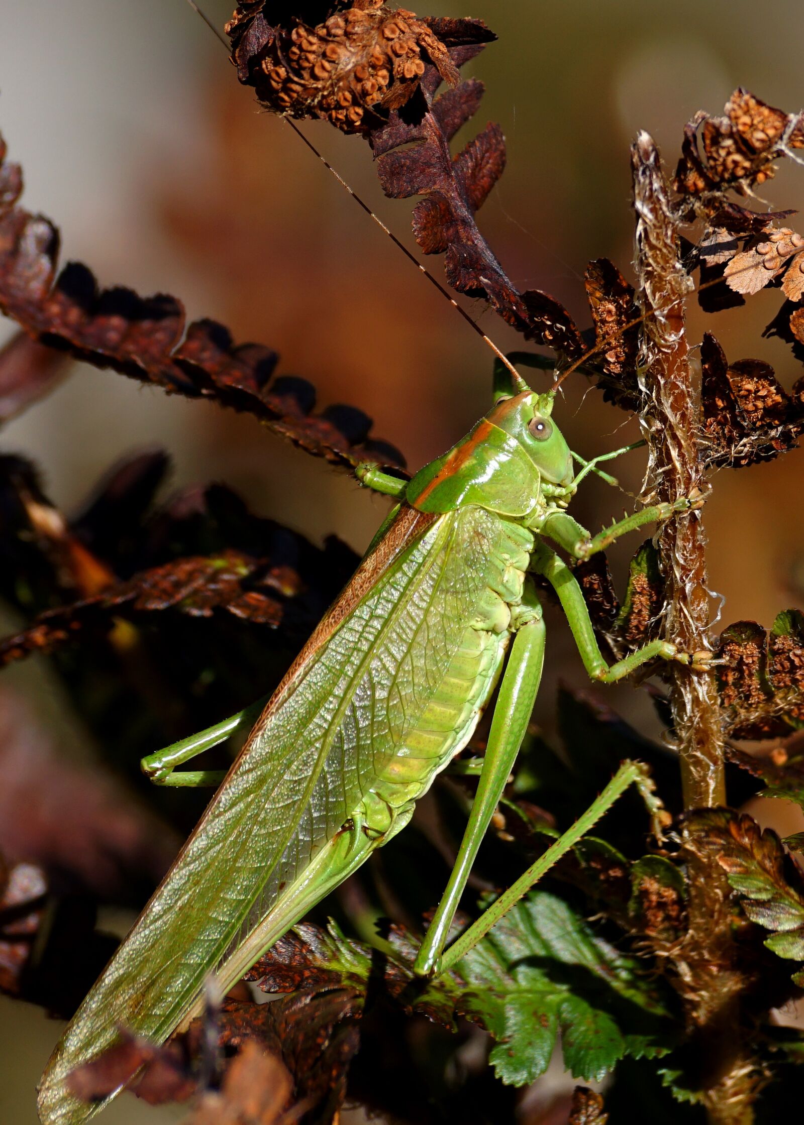 Sony DT 55-300mm F4.5-5.6 SAM sample photo. Grasshopper, insect, viridissima photography